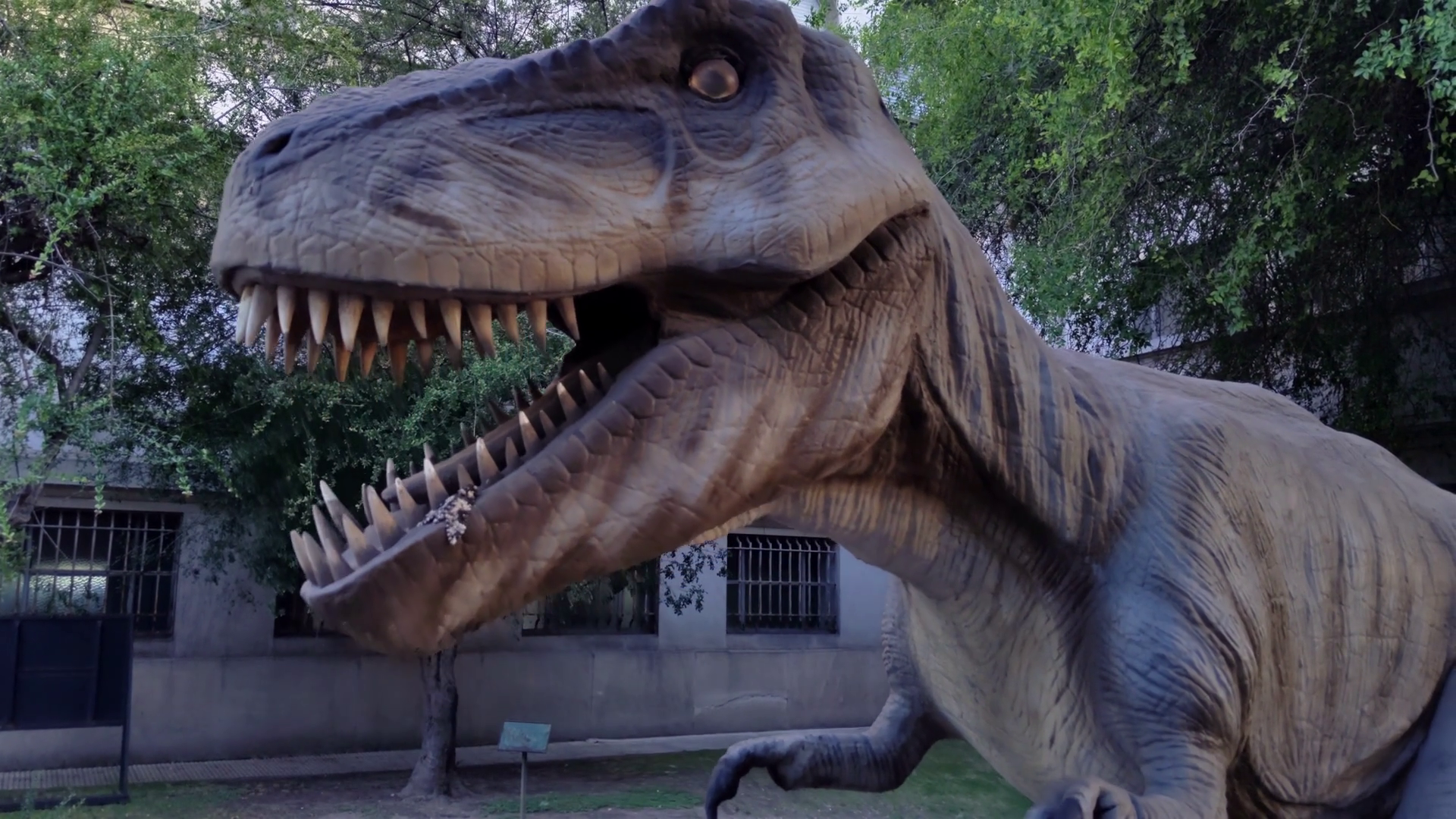 Mechanical Tyrannosaurus Rex Moving Stock Footage SBV-352325582 ...