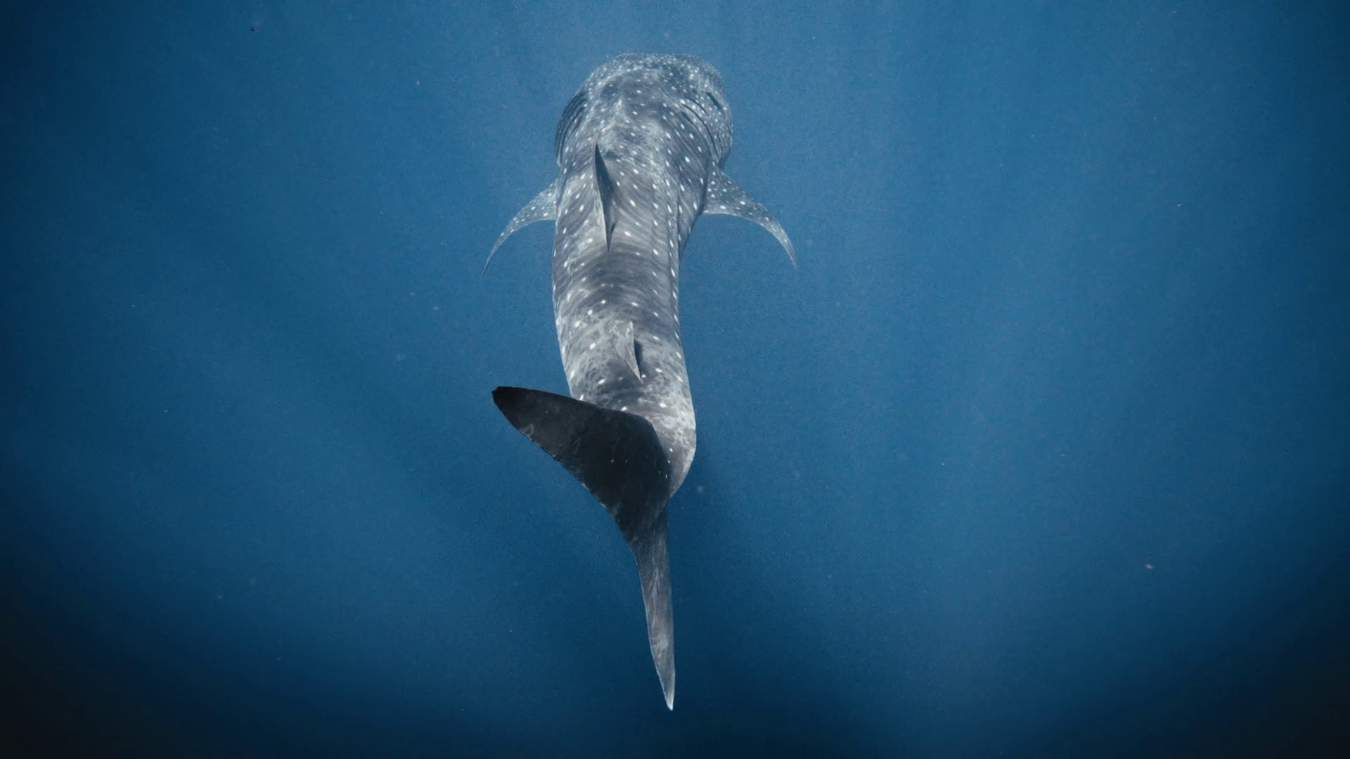 Whale Shark Sways Moving Fin Back Forth Stock Footage SBV-349381439 ...