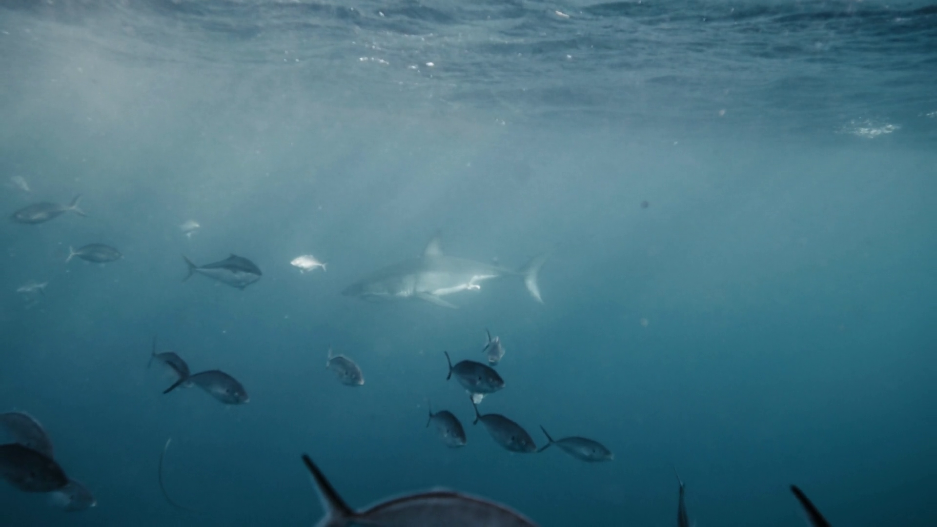 Slow-motion Of Fish Swimming Near Surface Stock Footage SBV-351974600 ...