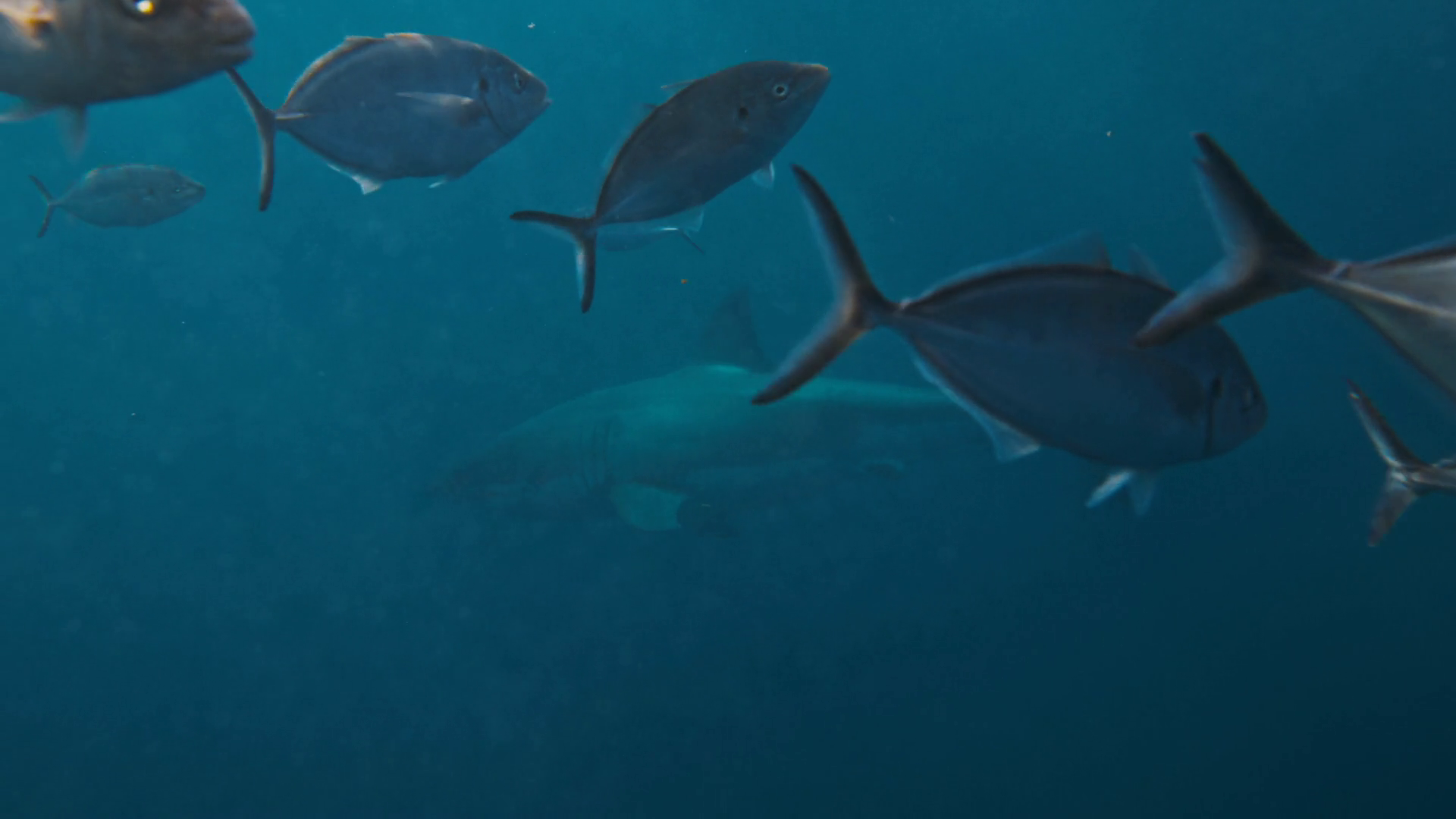 Slow Motion Of Large Fish Swimming Past Stock Footage SBV-351974833 ...