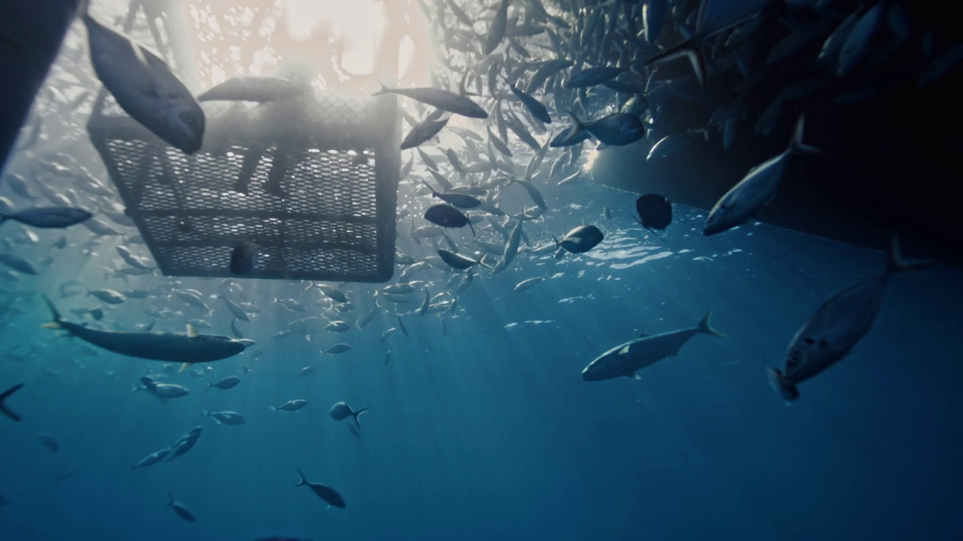 Breathtaking Underwater Backdrop Of Fish Stock Footage SBV-351977519 ...