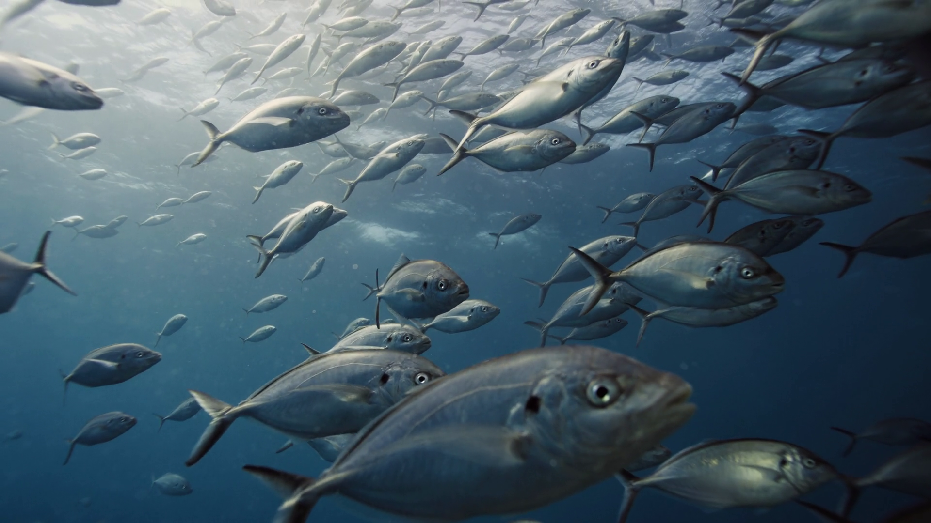 Large Group Of Silver Fish Swim Through Blue Stock Footage SBV ...