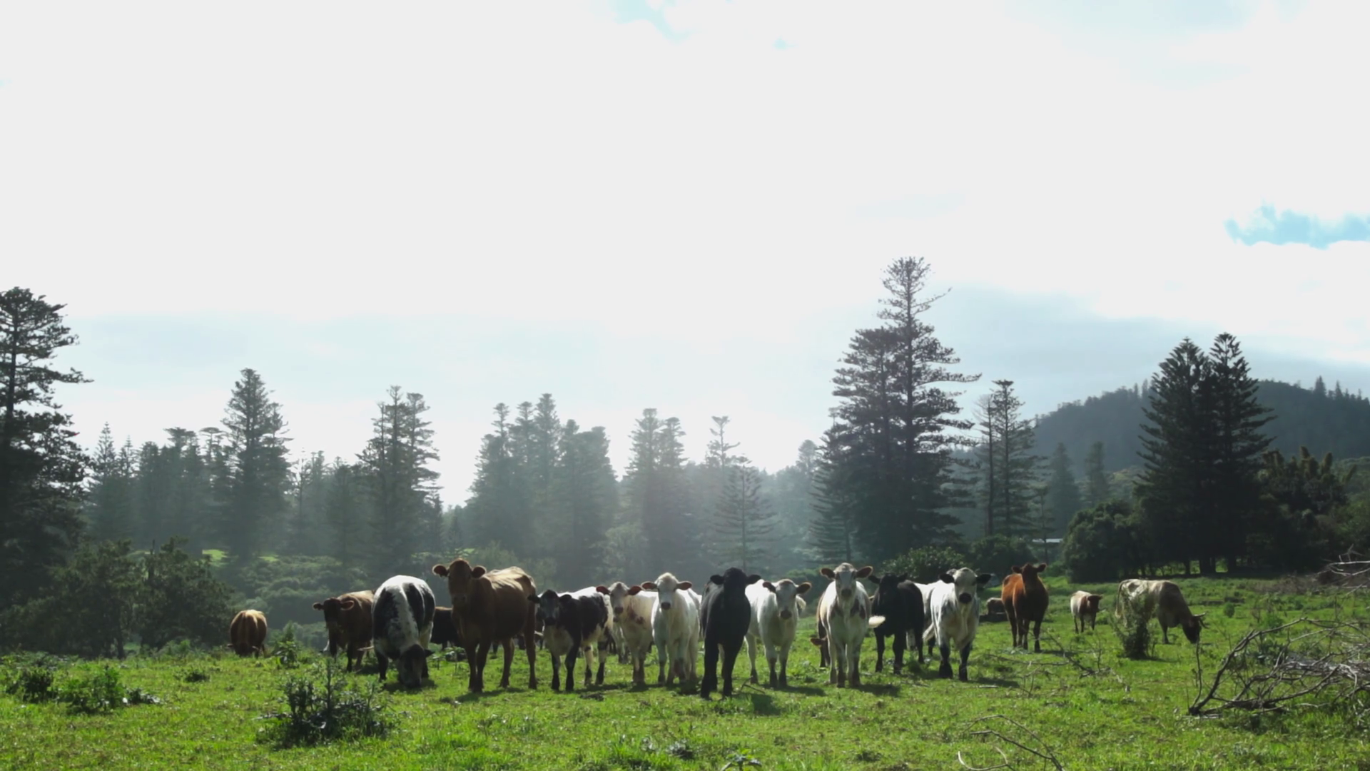 Cows Peacefully Grazing In Green Pasture On Stock Footage SBV-351712952 ...