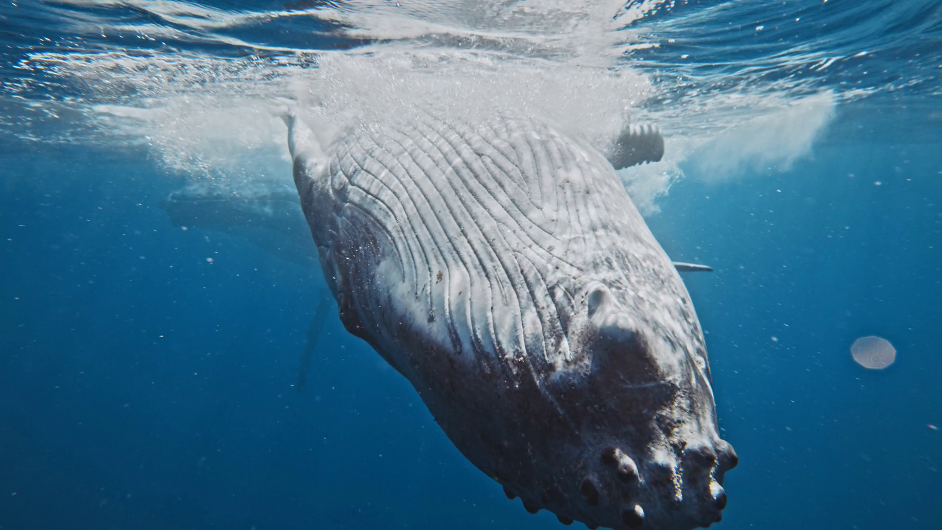 Humpback Whale Spins At Ocean Surface Stock Footage SBV-349321020 ...
