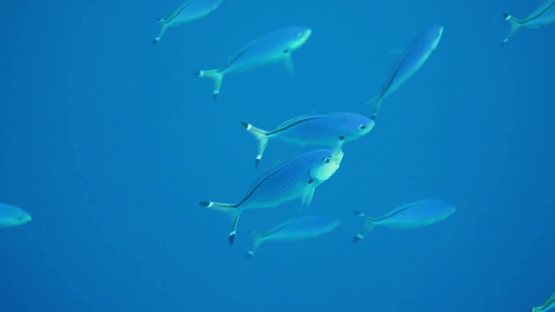 Underwater Footage Of Lunar Fusilier Fish Stock Footage SBV-352764014 ...