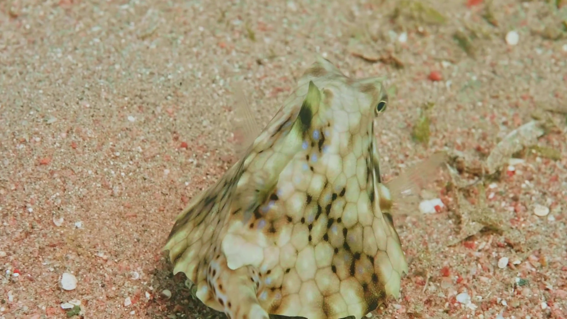 Ornate Filefish On Sandy Seabed Underwater Stock Footage SBV-352763944 ...