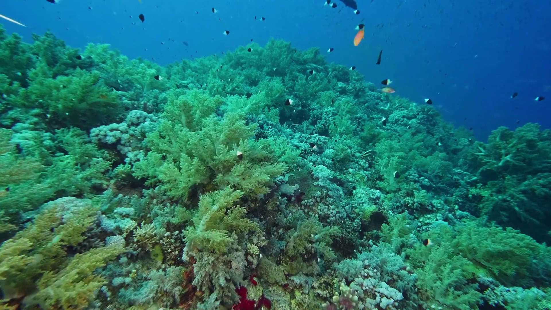 Vibrant Underwater Coral Reef Ecosystem In Stock Footage SBV-352764140 ...