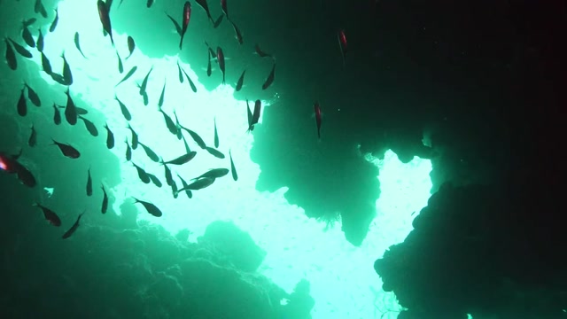 Light Rays | Animals stock footage - Storyblocks
