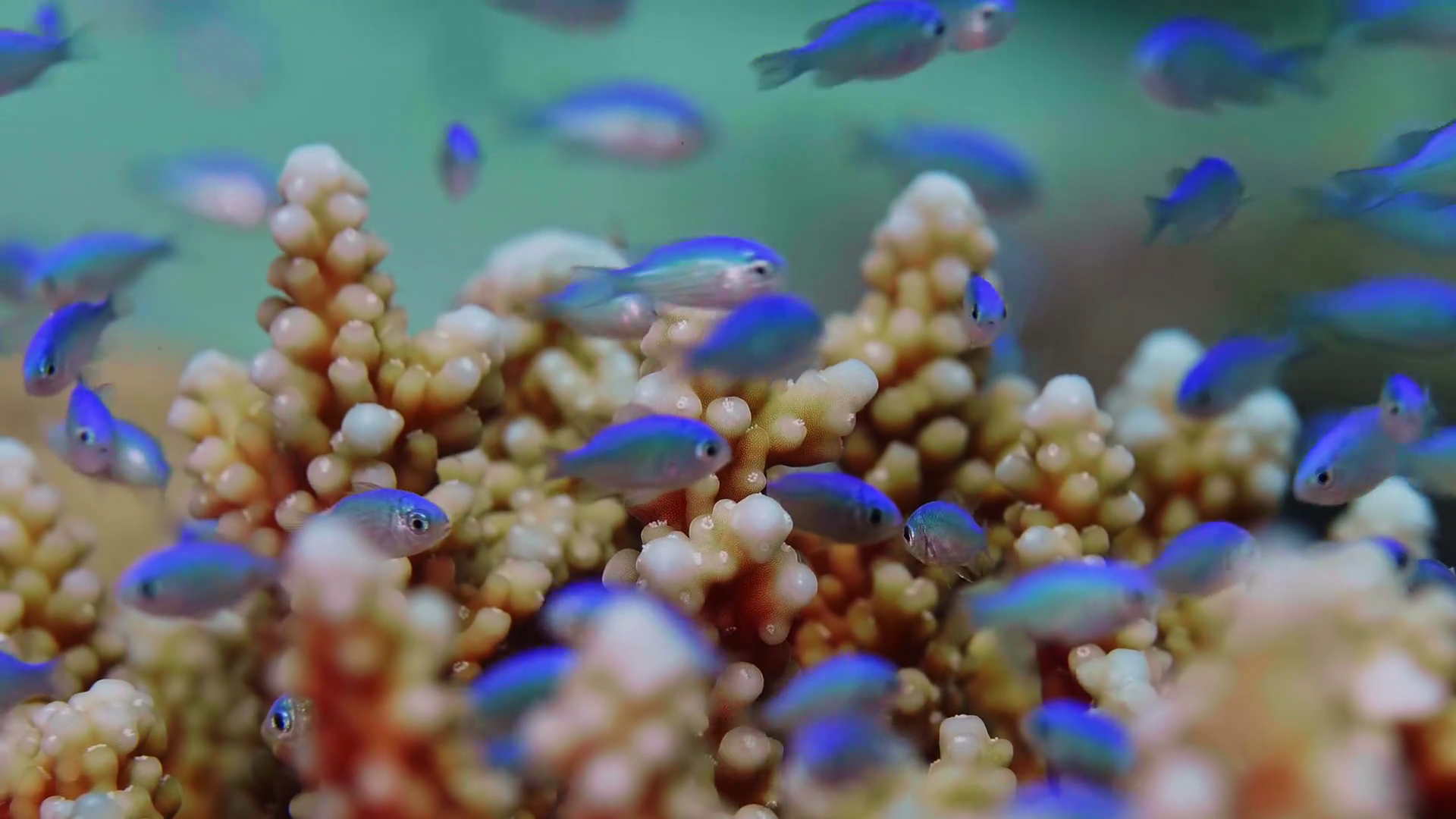 Blue Green Chromis Fish Swimming In Vibrant Stock Footage SBV-352764570 ...