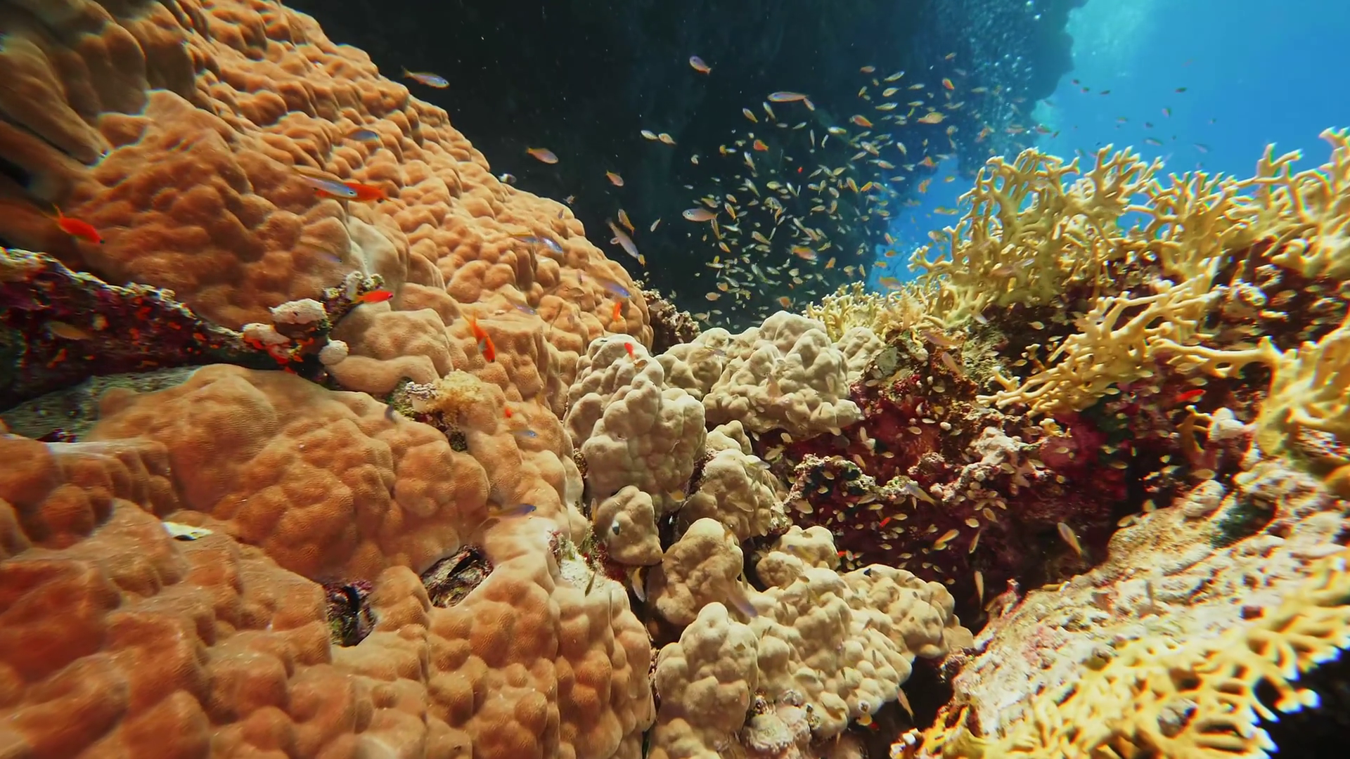 Underwater Coral Reef Ecosystem With Diverse Stock Footage SBV ...