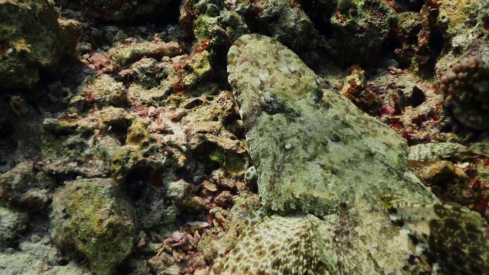 Master Of Disguise Camouflaged Flathead Fish Stock Footage SBV ...