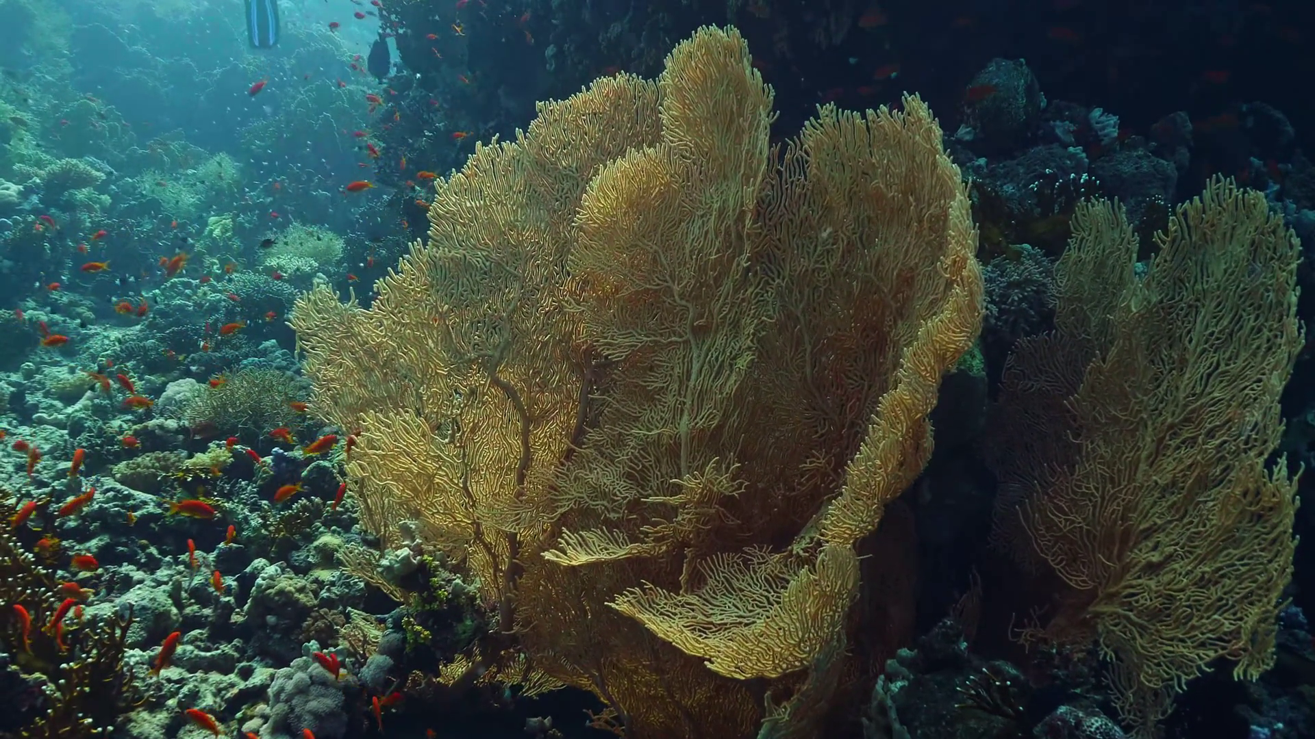 Sea Fan Coral Reef In Tropical Waters Stock Footage SBV-352764867 ...
