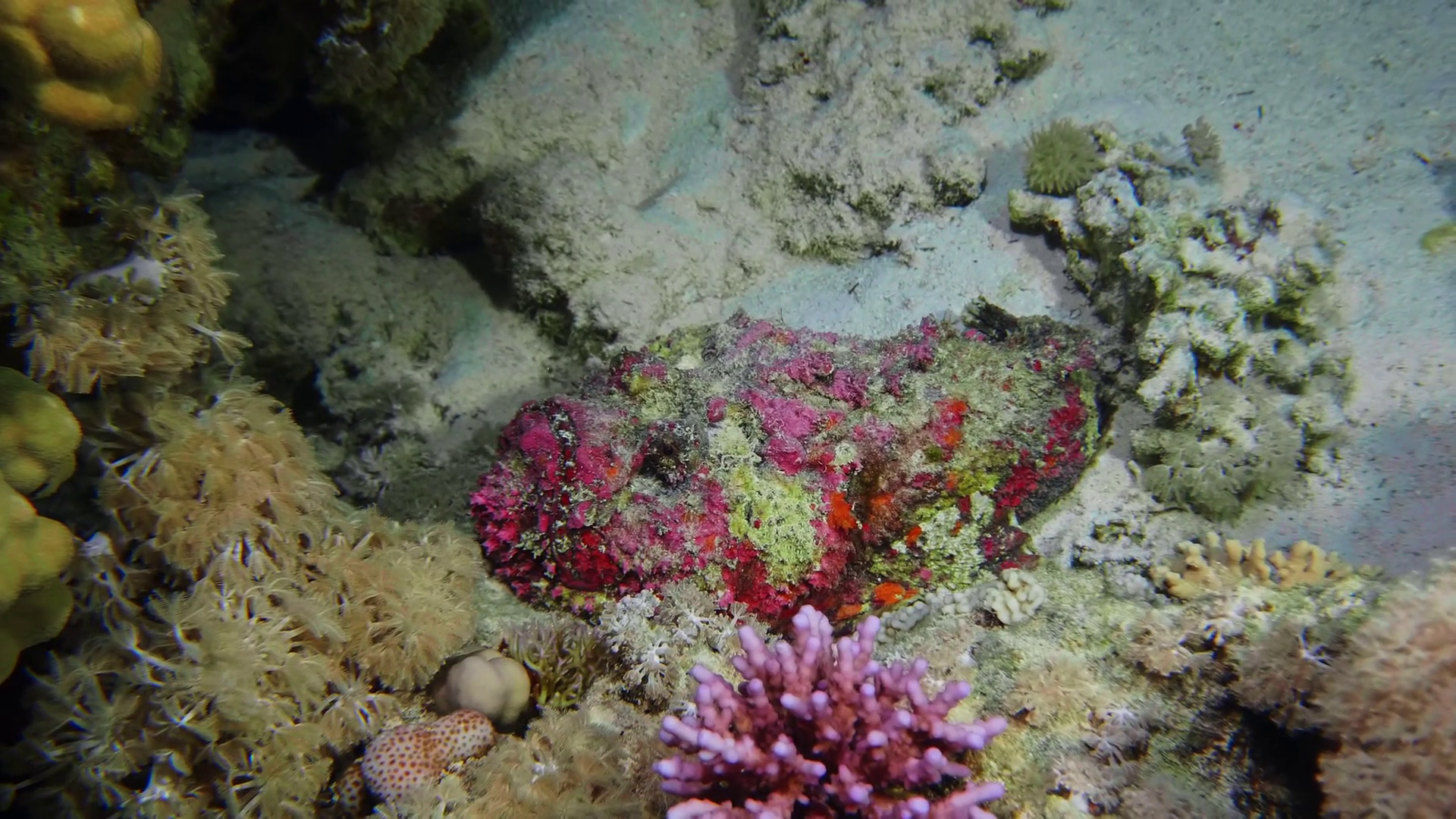 Master Of Disguise Venomous Stonefish Stock Footage SBV-352776963 ...