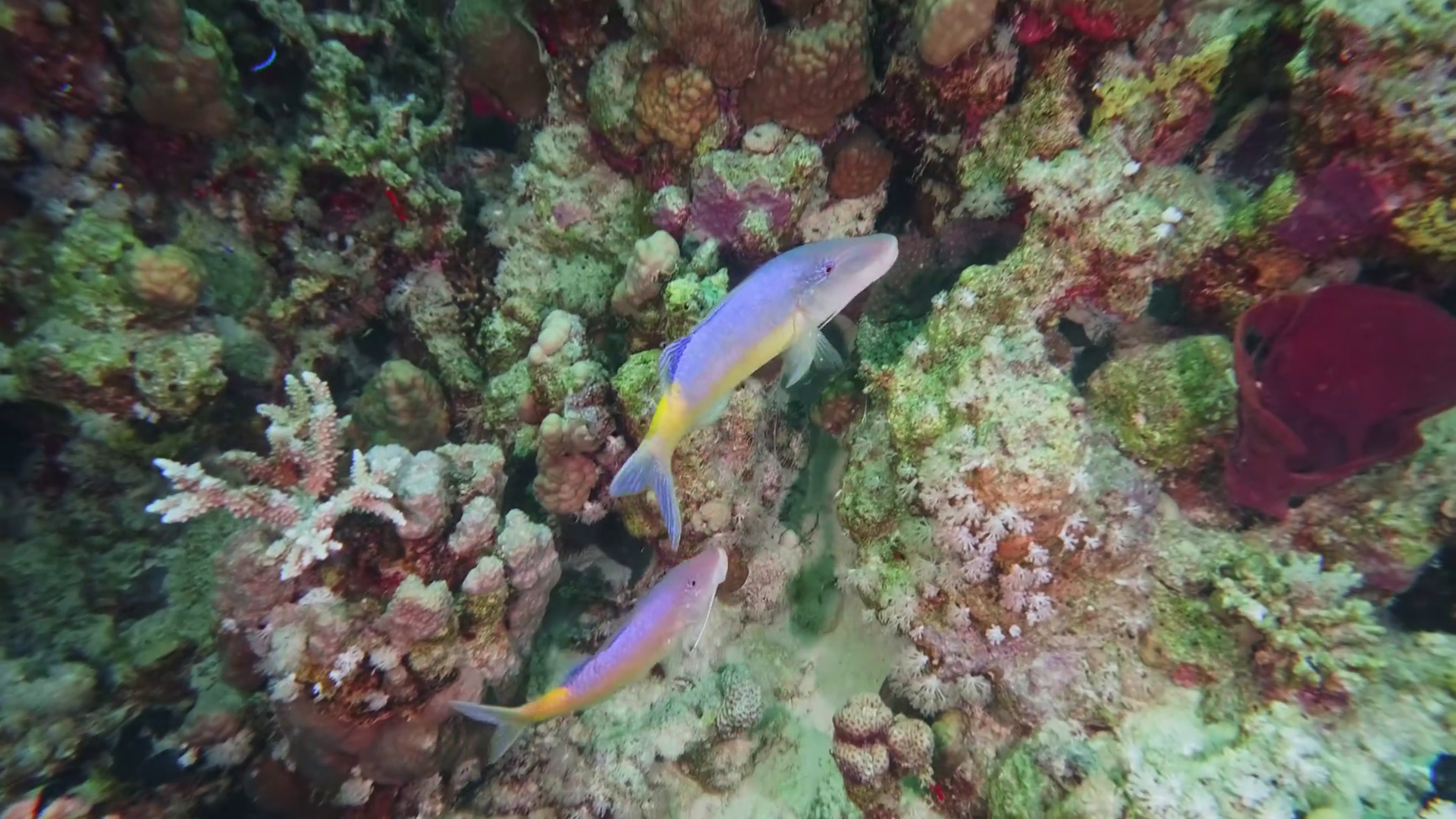 Vibrant Tropical Fish Swims Amidst Colorful Stock Footage SBV-352777153 ...