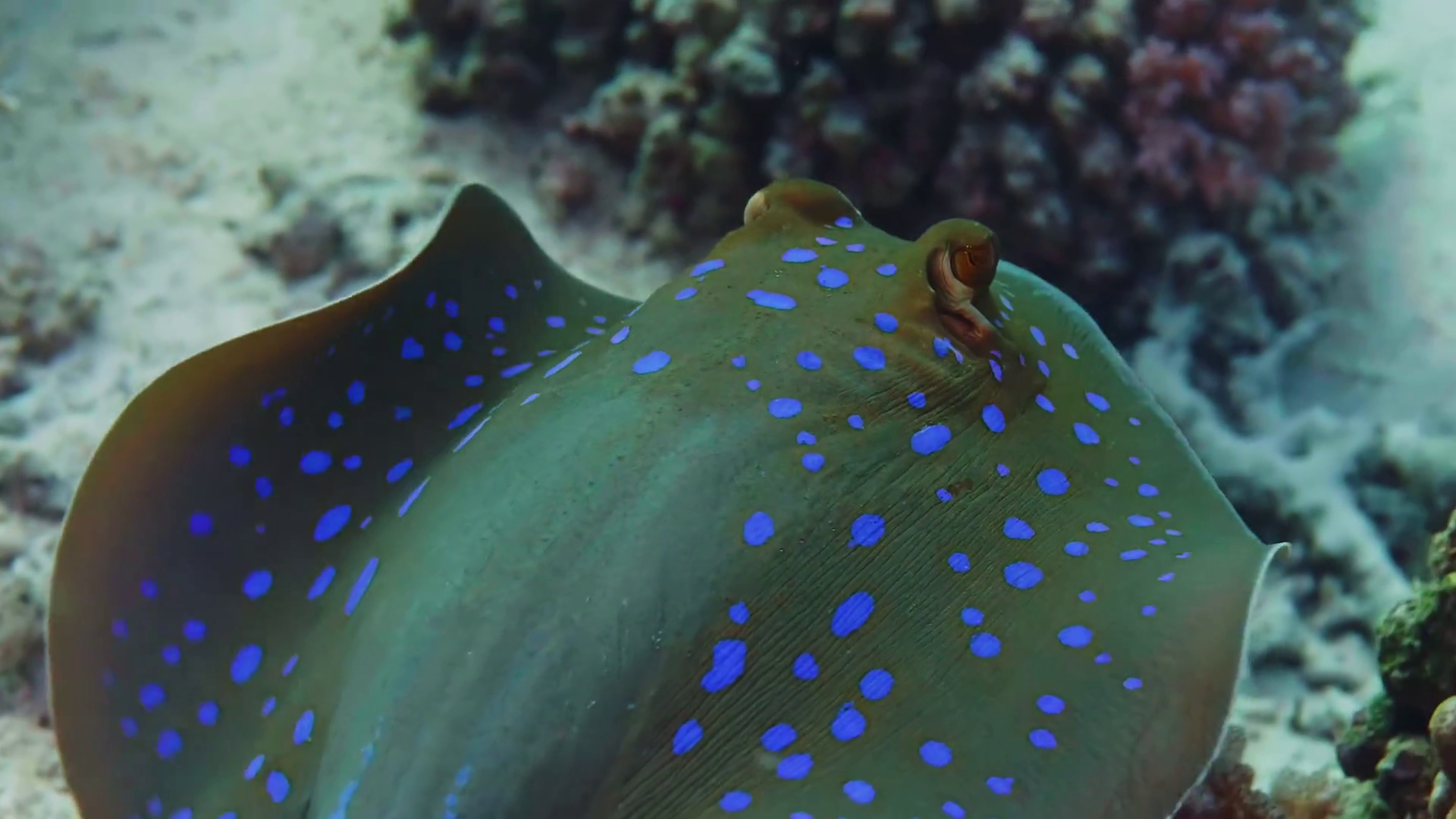 Bluespotted Ribbontail Ray Swimming Over Stock Footage SBV-352777298 ...