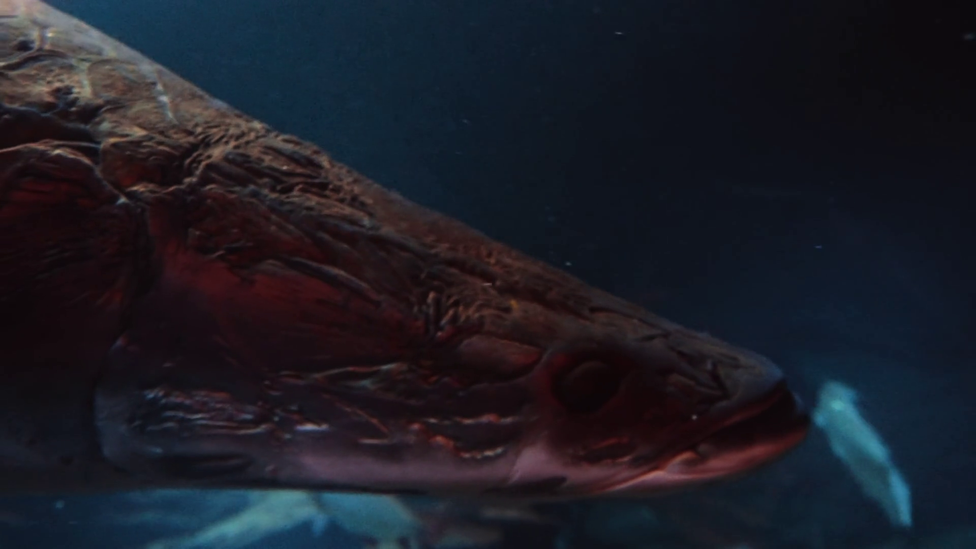A Close Up Shot Of Large Arapima Fish Stock Footage SBV-353051041 ...
