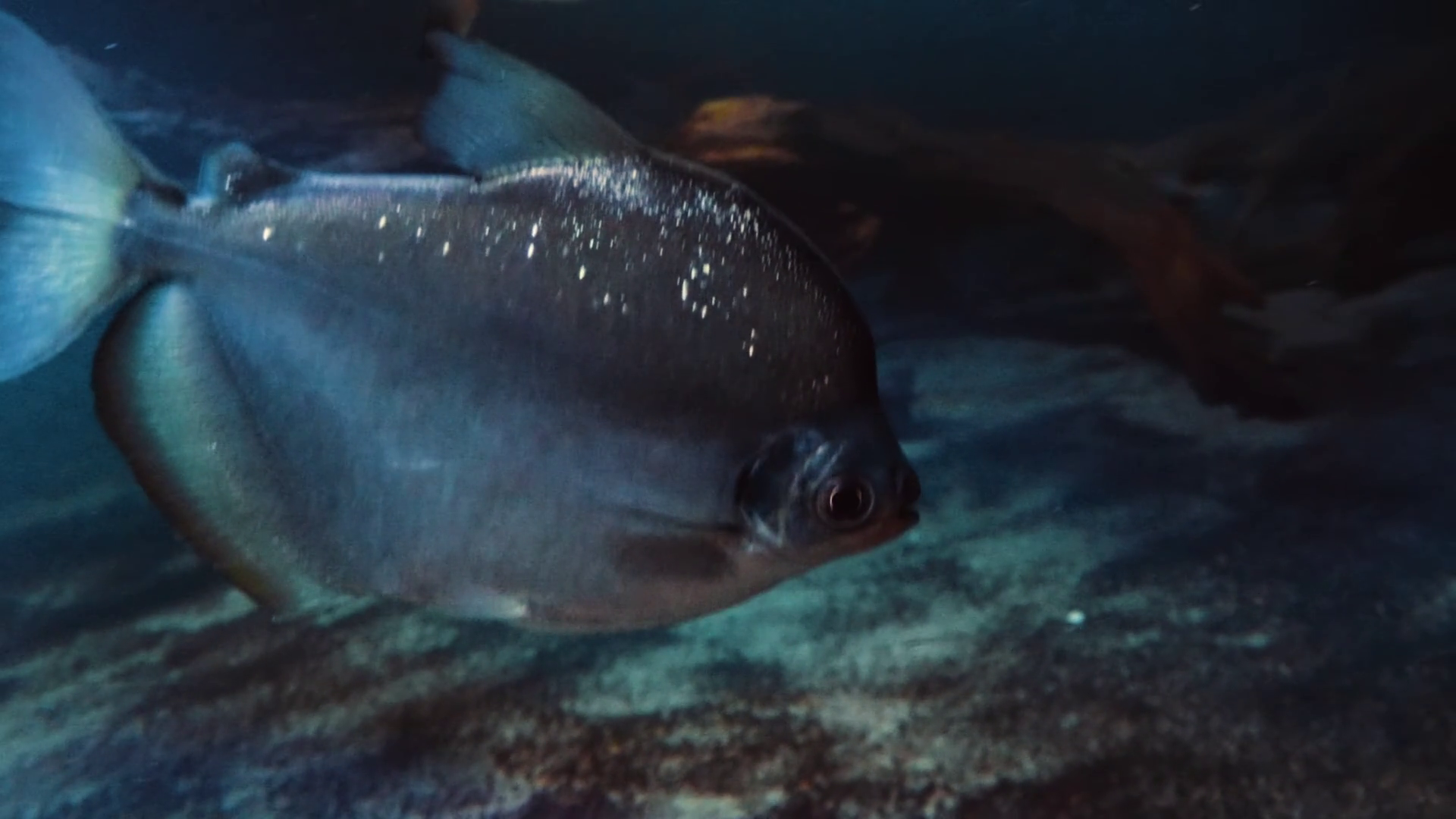 Silver Dollar Fish Swimming At Vancouver Stock Footage SBV-353051034 ...