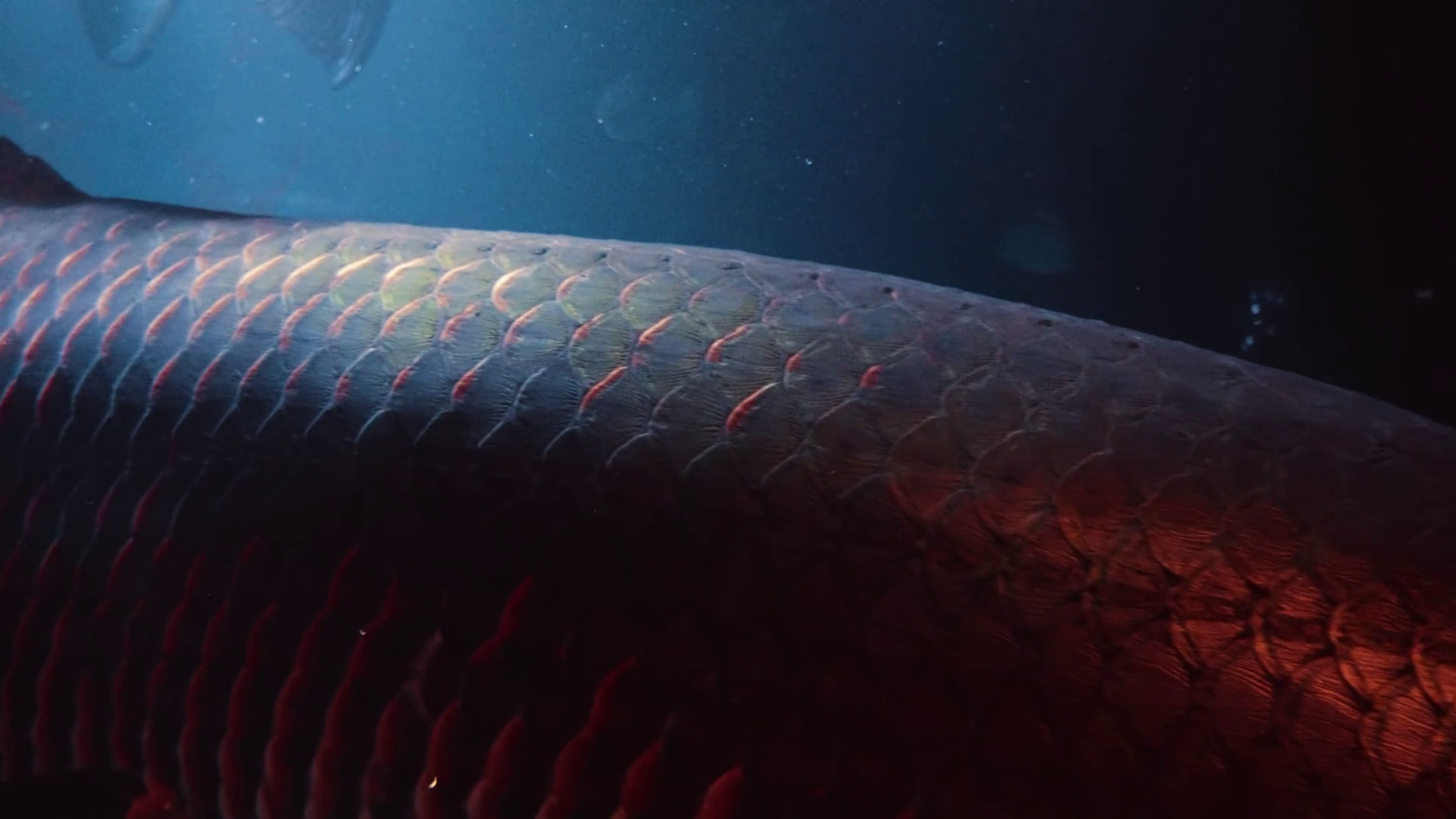 Large Arapaima Fish Swimming In Aquarium Stock Footage SBV-353051056 ...