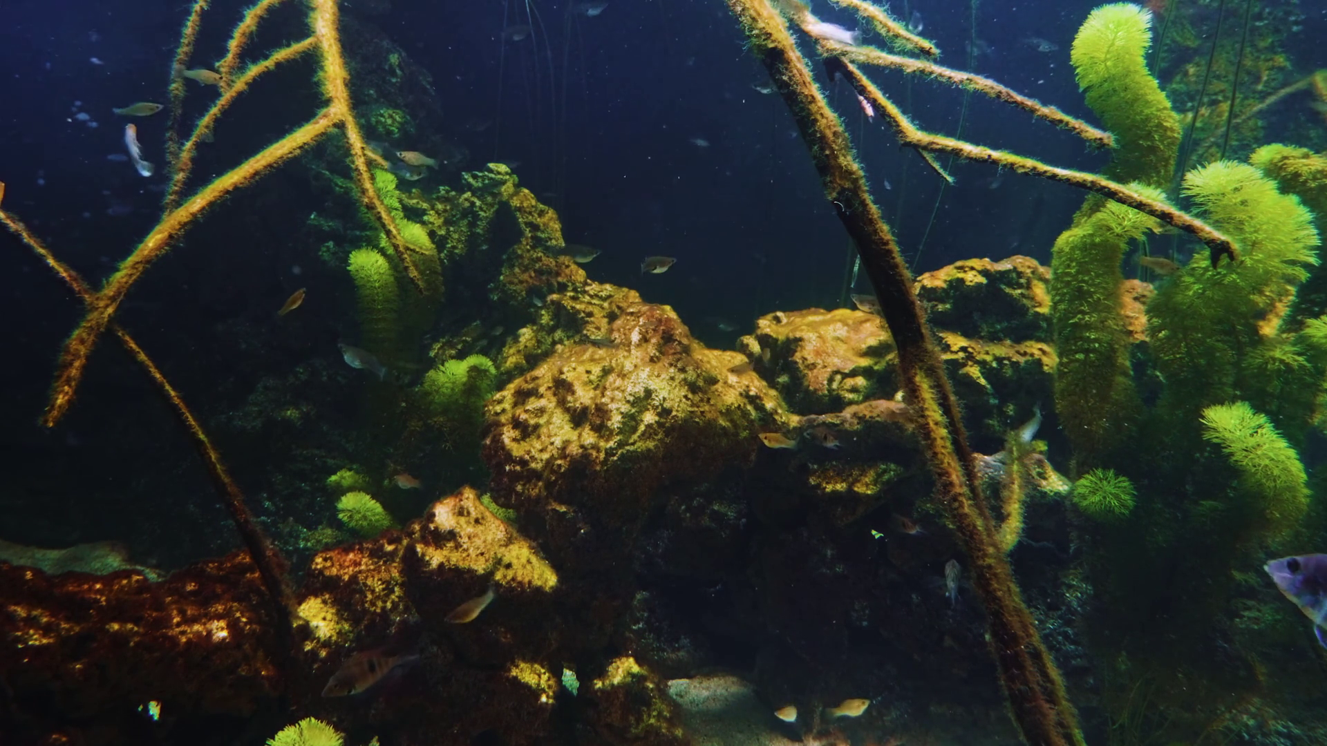 Underwater Freshwater Aquarium With Fish Stock Footage SBV-353050947 ...