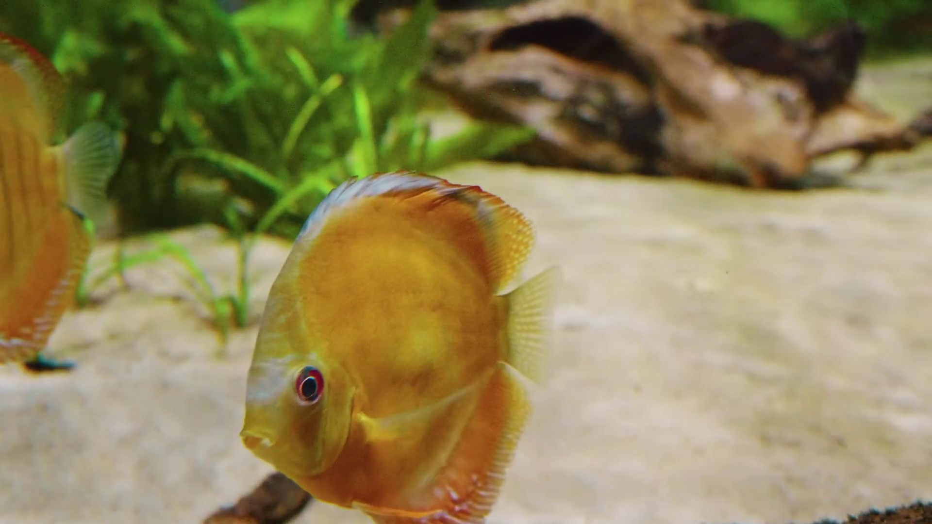 Golden Discus Fish Swimming In Tropical Stock Footage SBV-353051190 ...