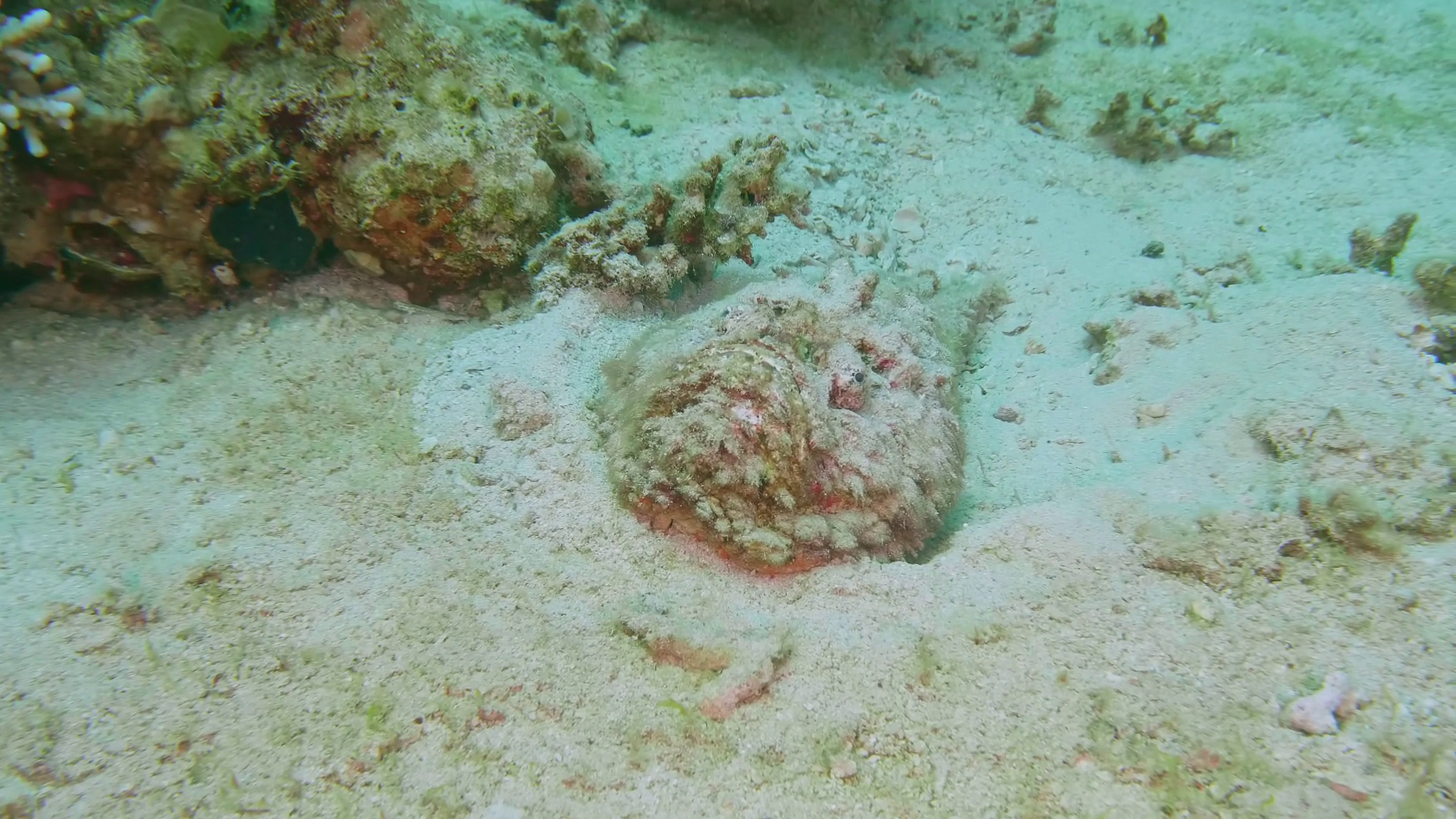 Reef Stonefish Camouflaged On Seafloor Of Stock Footage SBV-352676657 ...