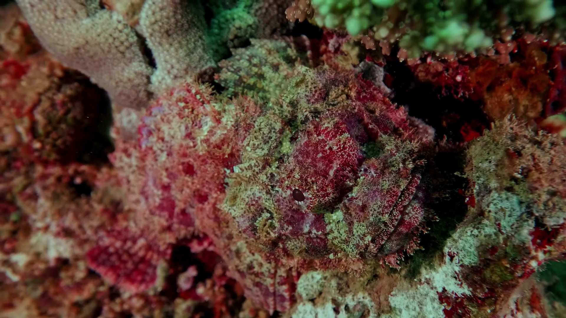 Camouflaged Venomous Stonefish Resting On Stock Footage SBV-352676564 ...