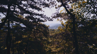 Walk in beautiful mountains in asian region, view through spruce branches. Weekend trip to mountains, amazing nature of coniferous forest