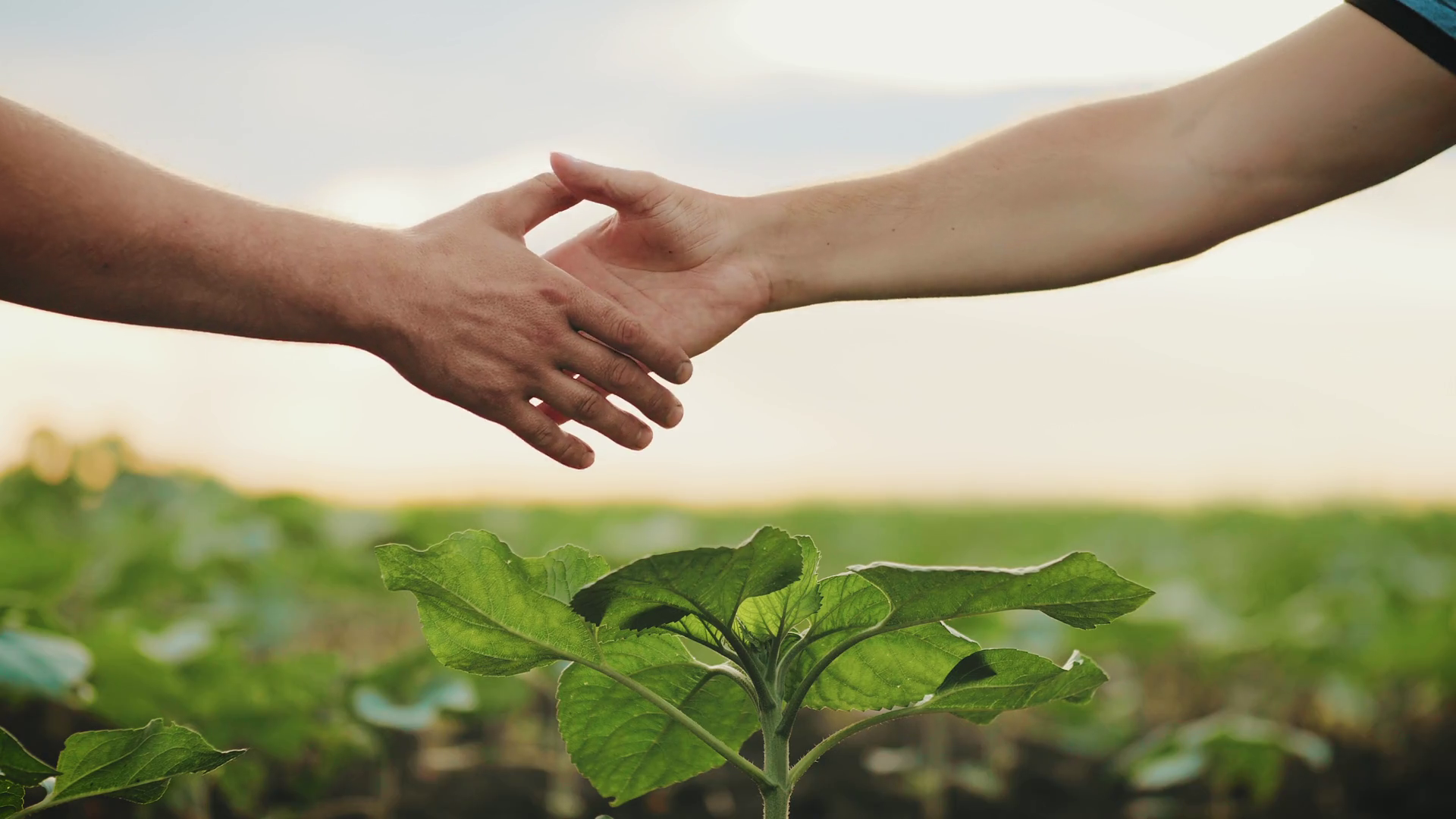 Farmers handshake in harvest time. Partnership concept. Stock Video Footage 0020 SBV346660492
