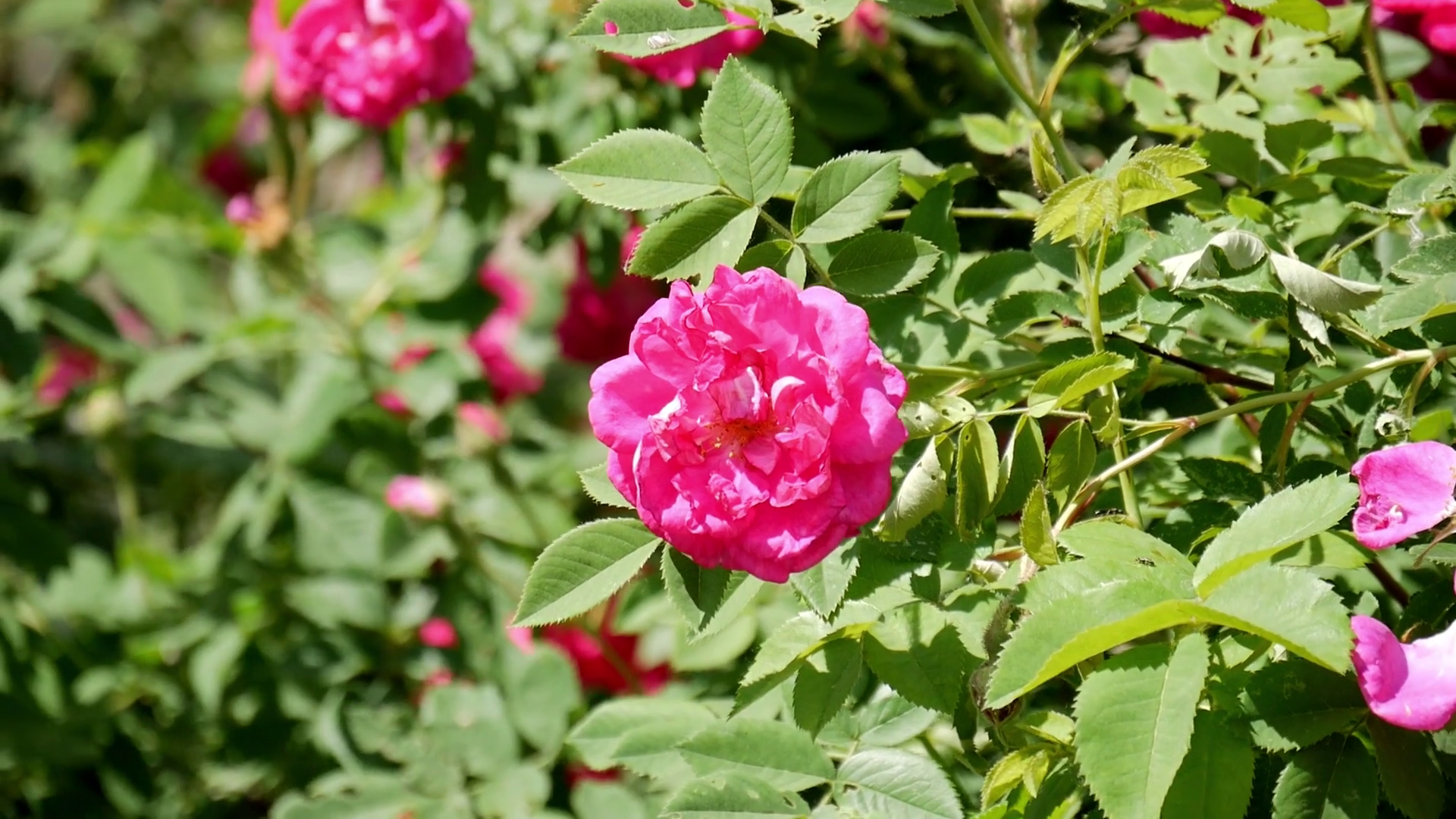 Beautiful pink rose bush with shiny green leaves. Close up