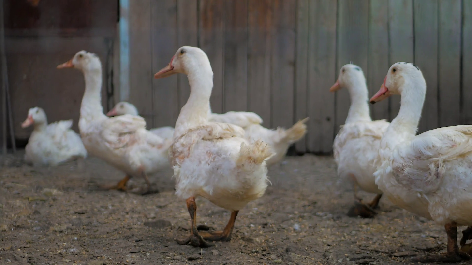 Close Up Duck In Farm At Daytime Stock Footage SBV326911079 Storyblocks