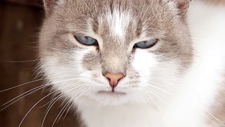 Close-up portrait of an adorable American short hair cat. Adorable cat face.