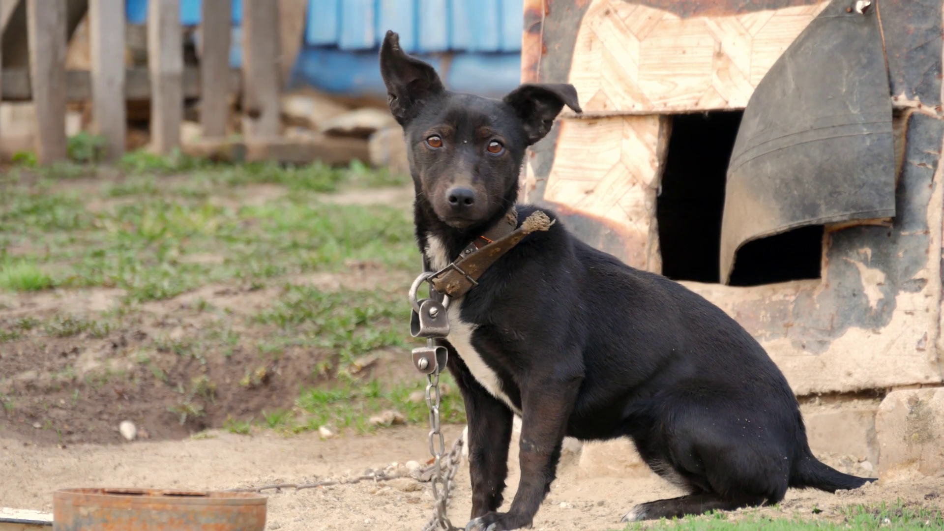 Dog on a chain. The dog protects the house. Stock Video Footage 0022