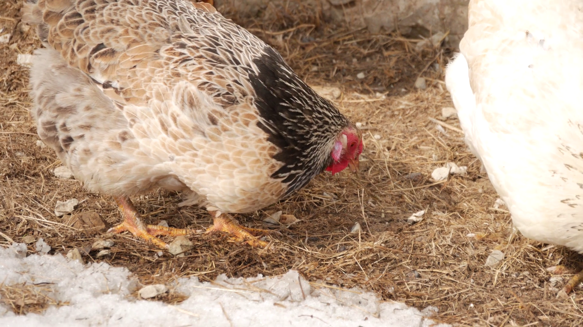 Free range chickens roam the yard on a farm Stock Video Footage 0024