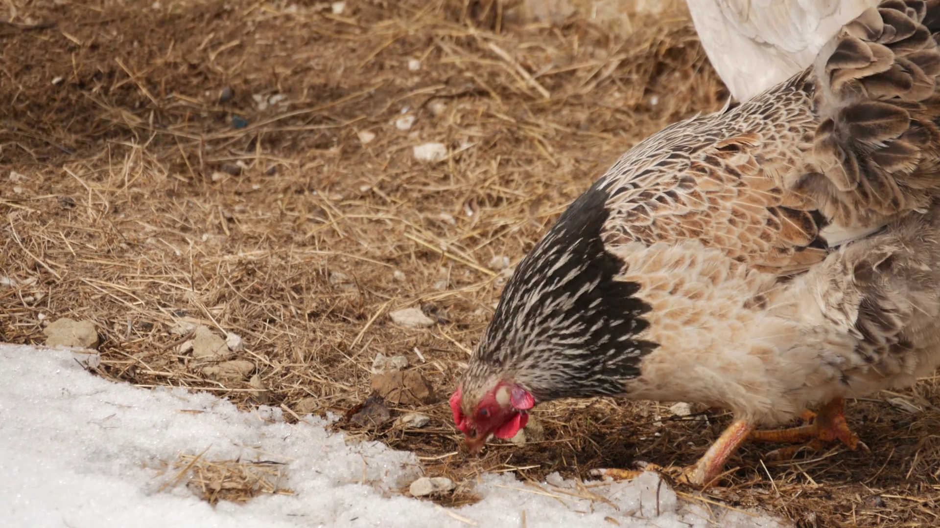 Free range chickens roam the yard on a farm Stock Video Footage 0010