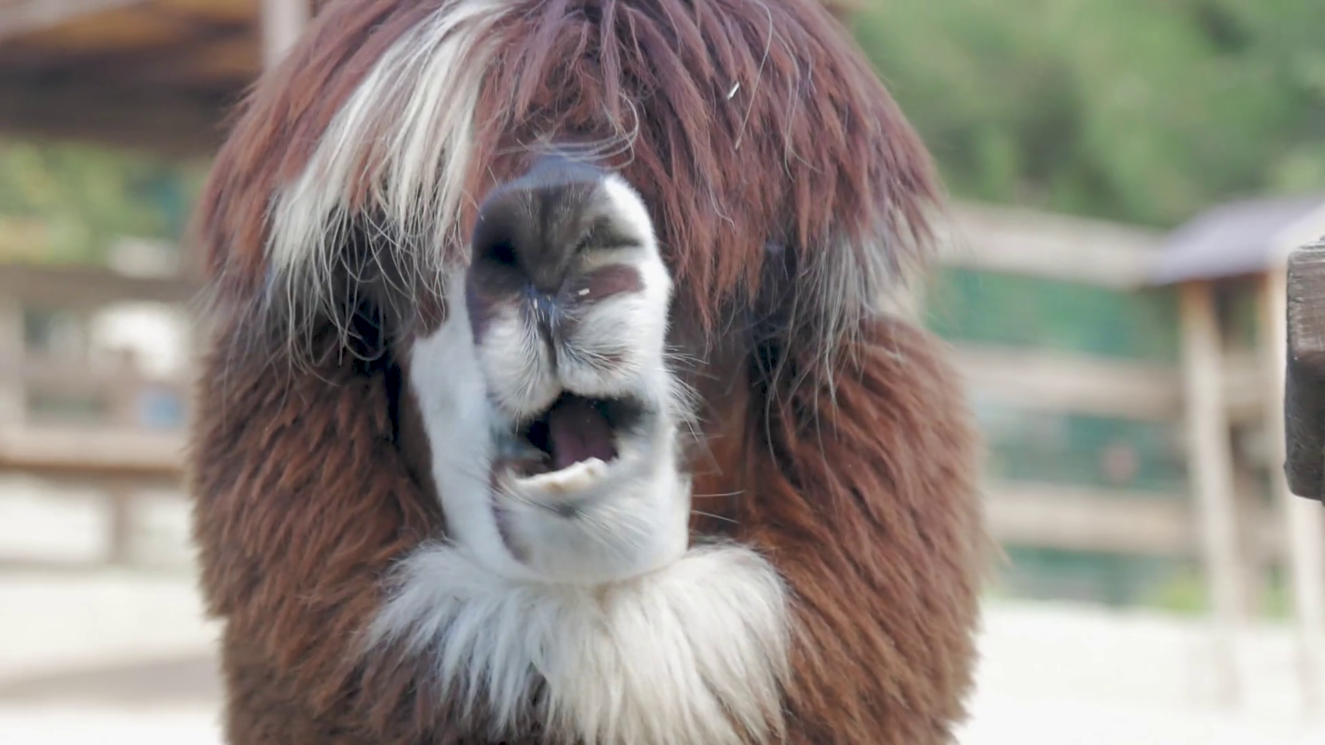 Lama Looks Into Camera Funny Llama Animal Stock Footage SBV-328982539 - Storyblocks Lama Looks Into Camera Funny Llama Animal Stock Footage SBV-328982539 - Storyblocks