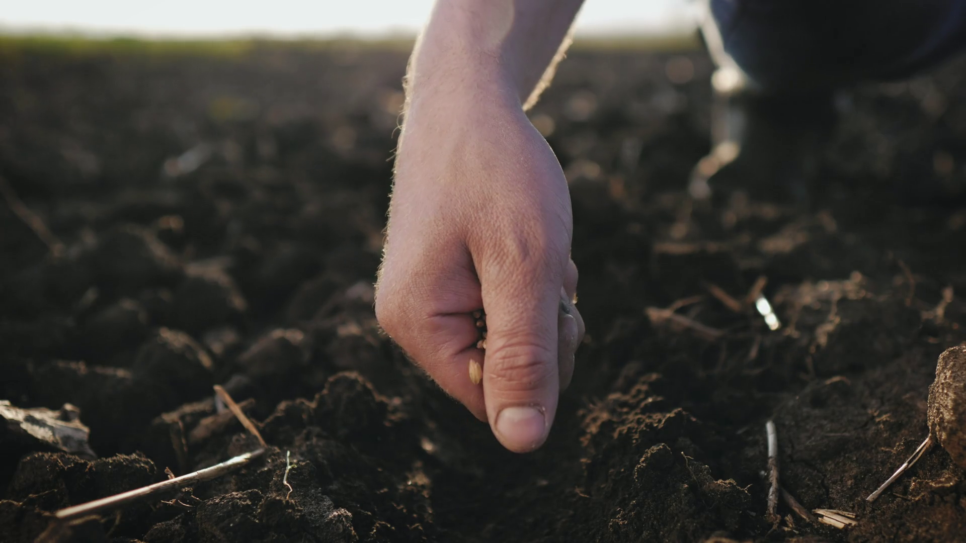 Planting Seeds Hand Sowing Wheat Seeds Male Stock Footage SBV346643564