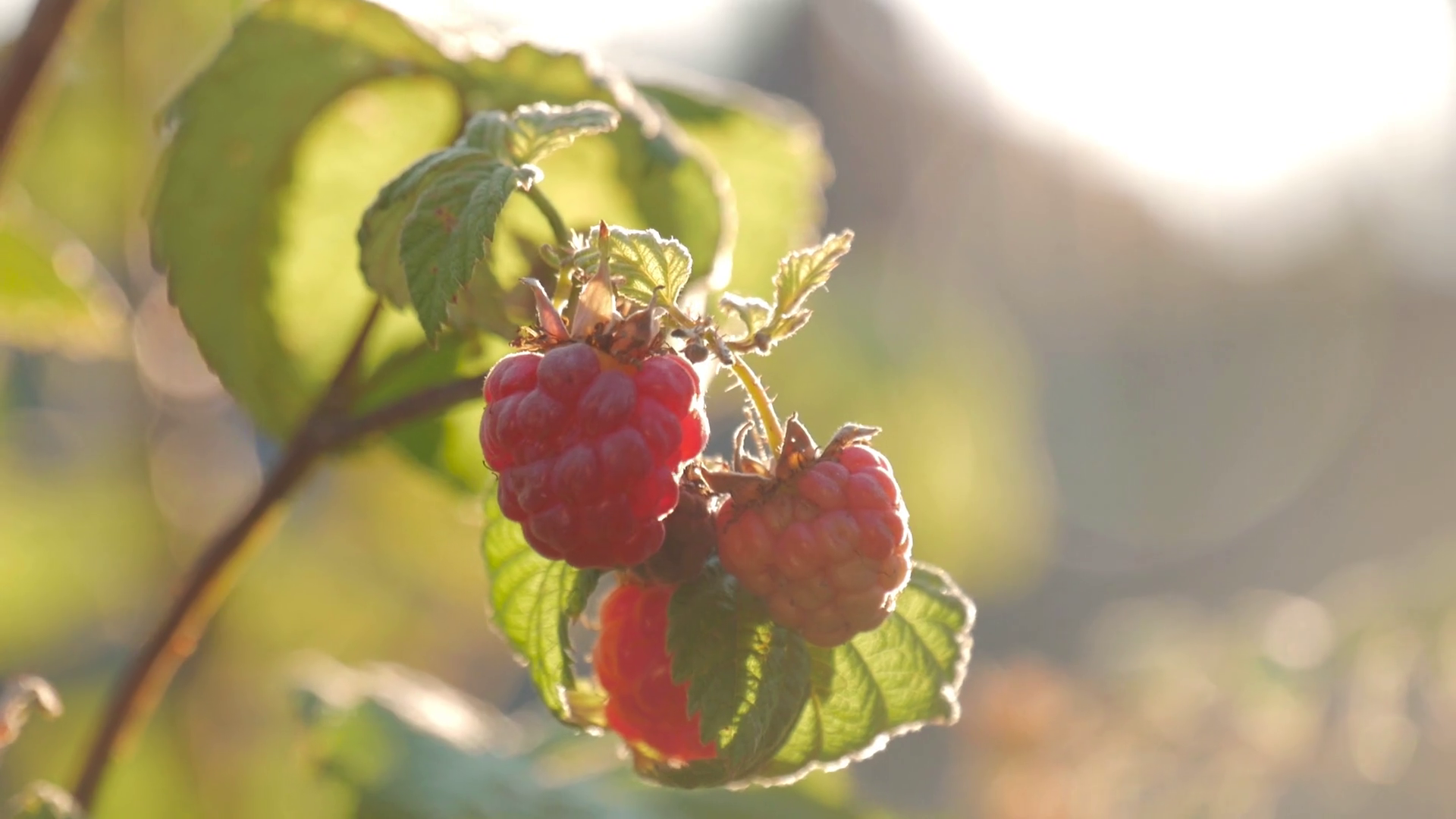 Raspberry on branch in garden. Large juicy ripe raspberries on branches