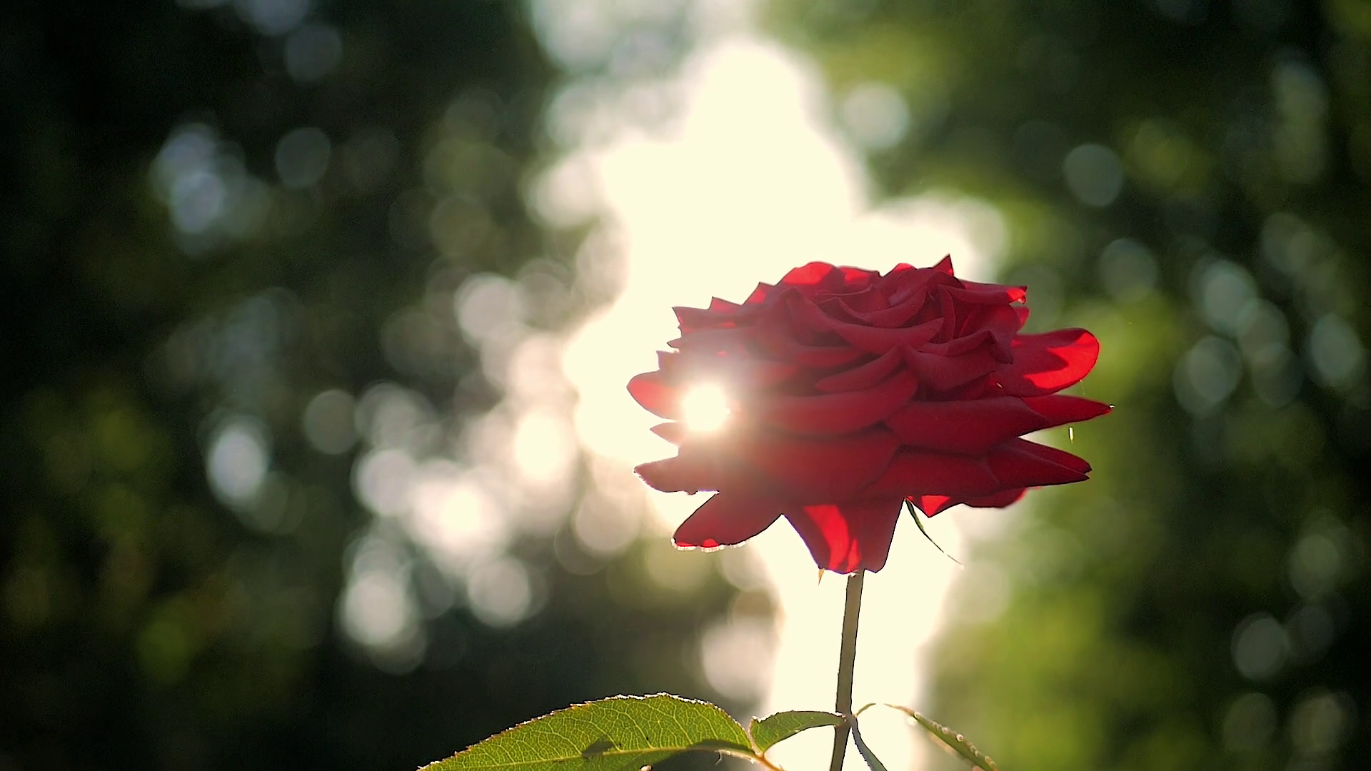 Red Rose flower blooming in flower garden, sun flares. Stock Video