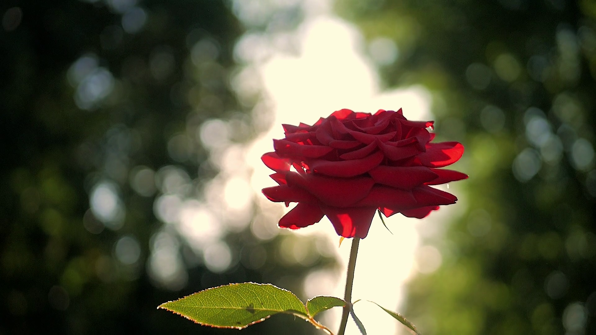 Red Rose Flower Blooming In Flower Garden Stock Footage SBV326611162