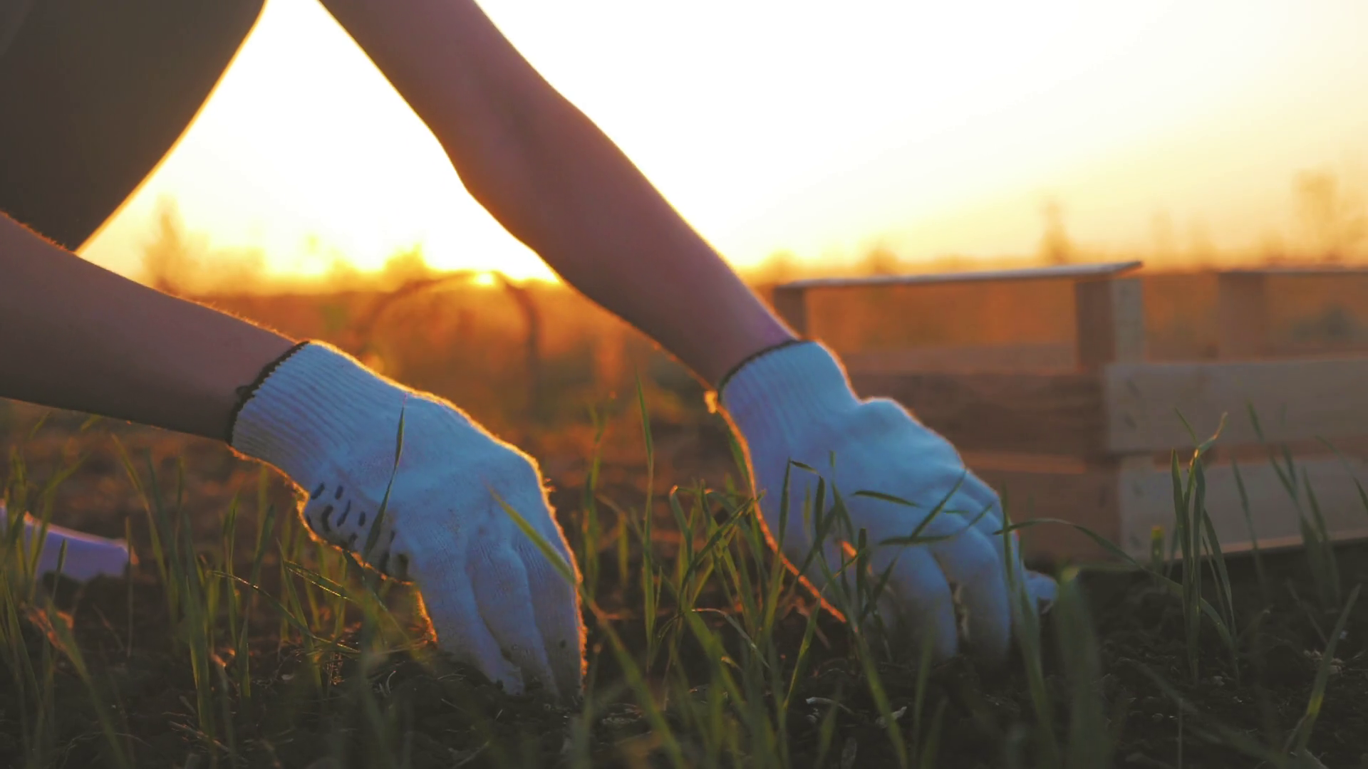 Soil Agriculture Farmer Hands Holding Stock Footage SBV346489054