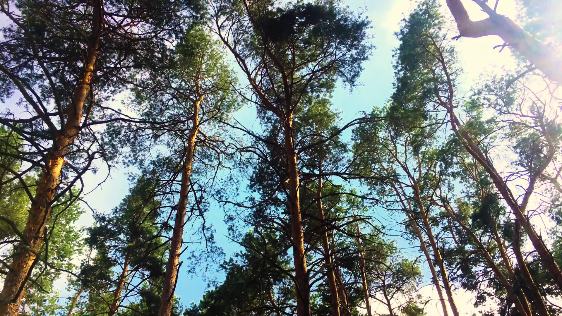Sun light shining through pine trees branches. Walking through pine