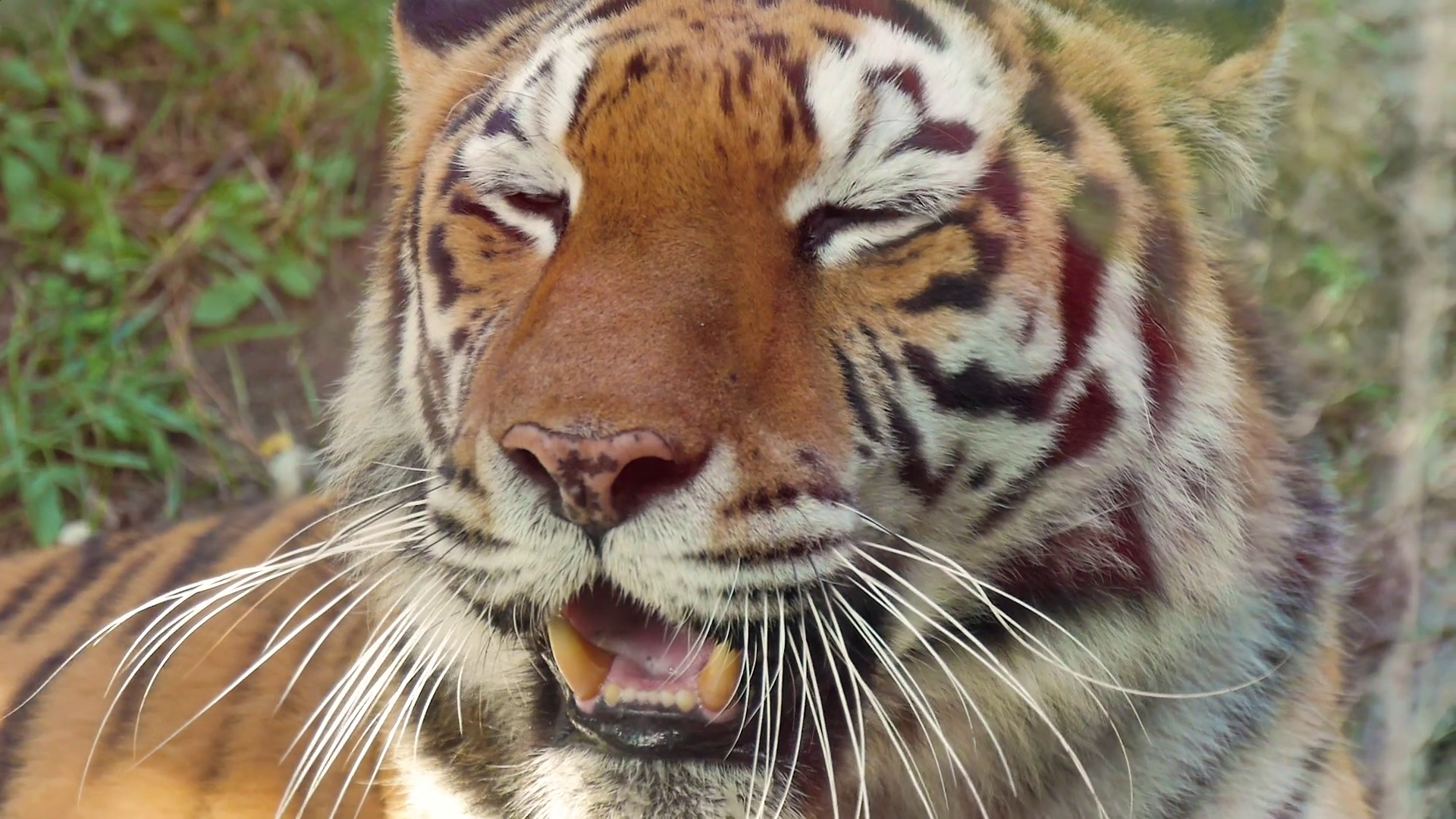 The Face Of Tiger Close Up Stock Footage SBV 328753136 Storyblocks