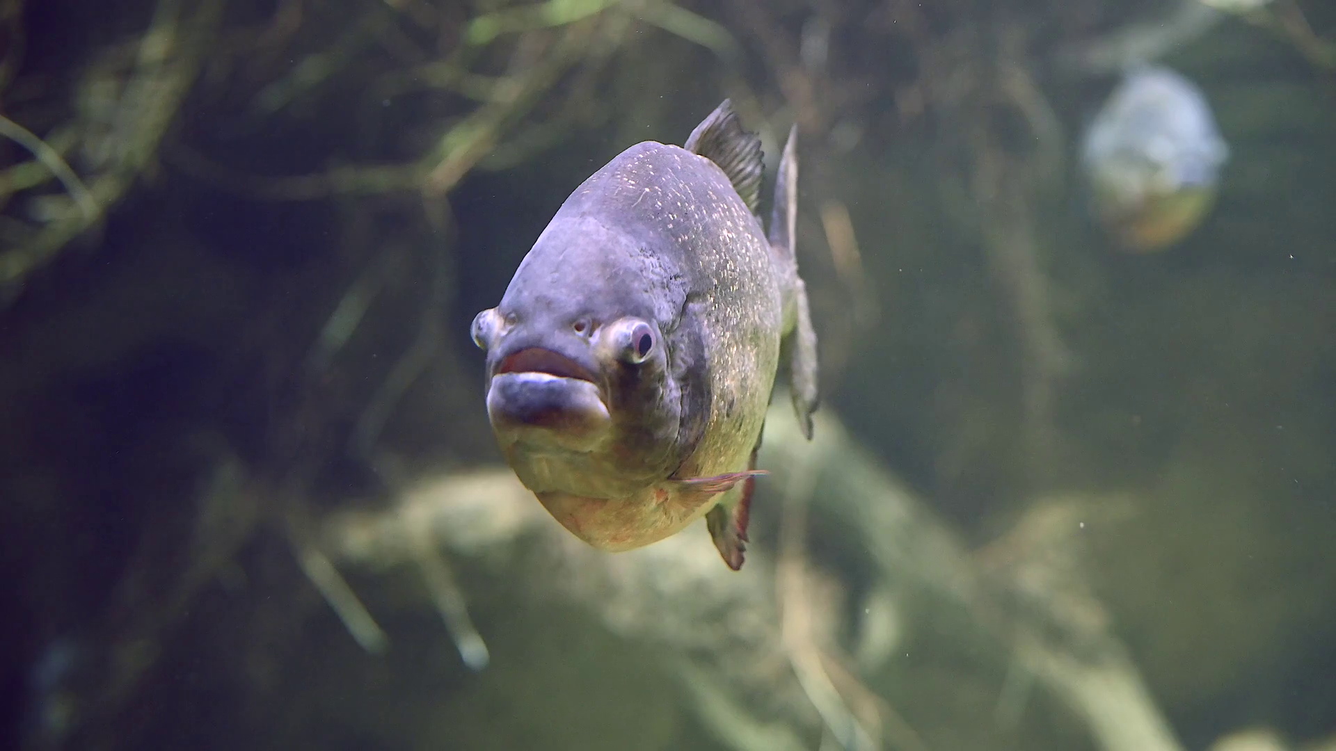 Predatory Hungry Freshwater Red Bellied Stock Footage SBV-351969989 ...