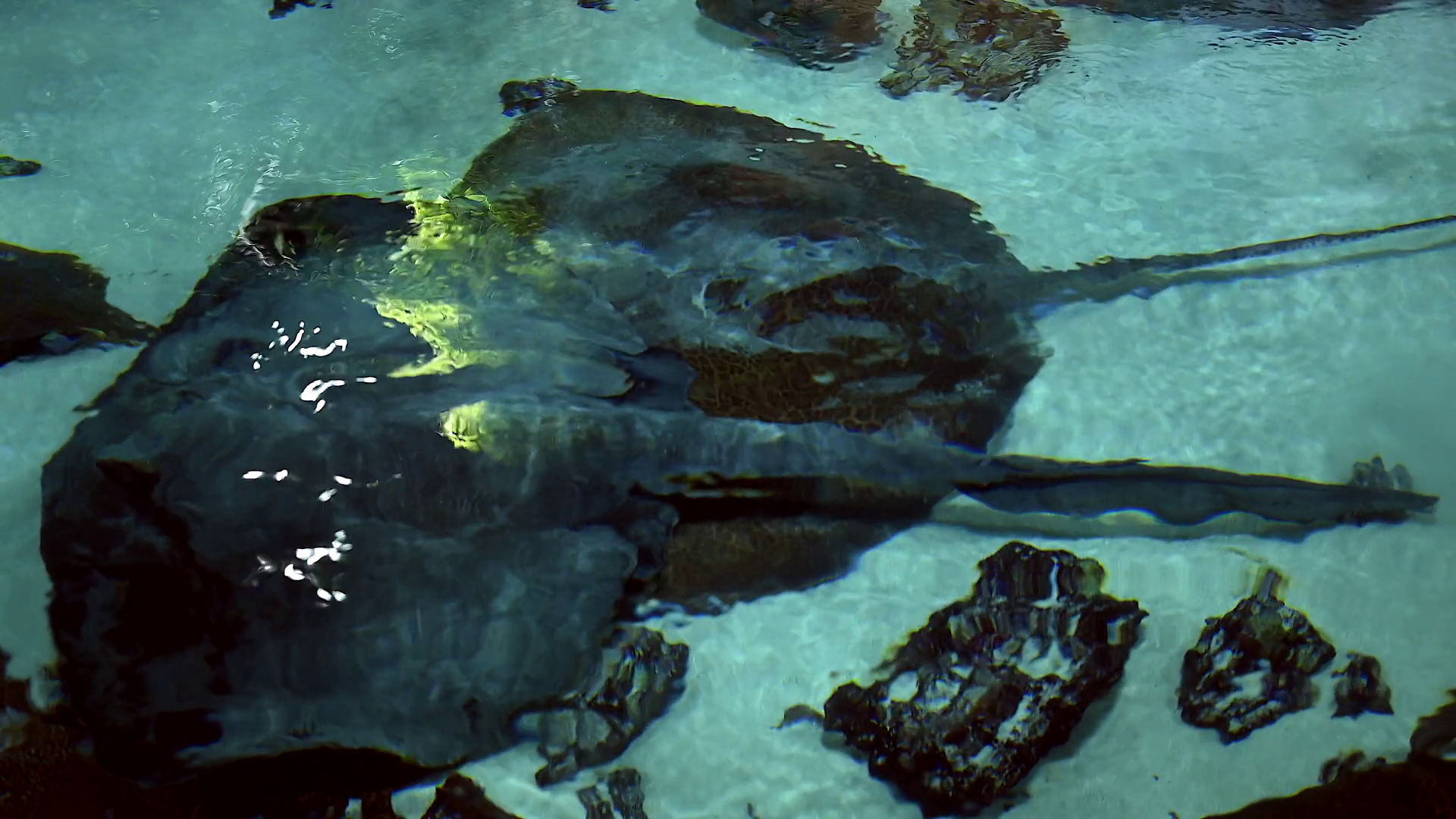 Group Of Slope Fish Swimming In Ocean Salt Stock Footage SBV-351847126 ...