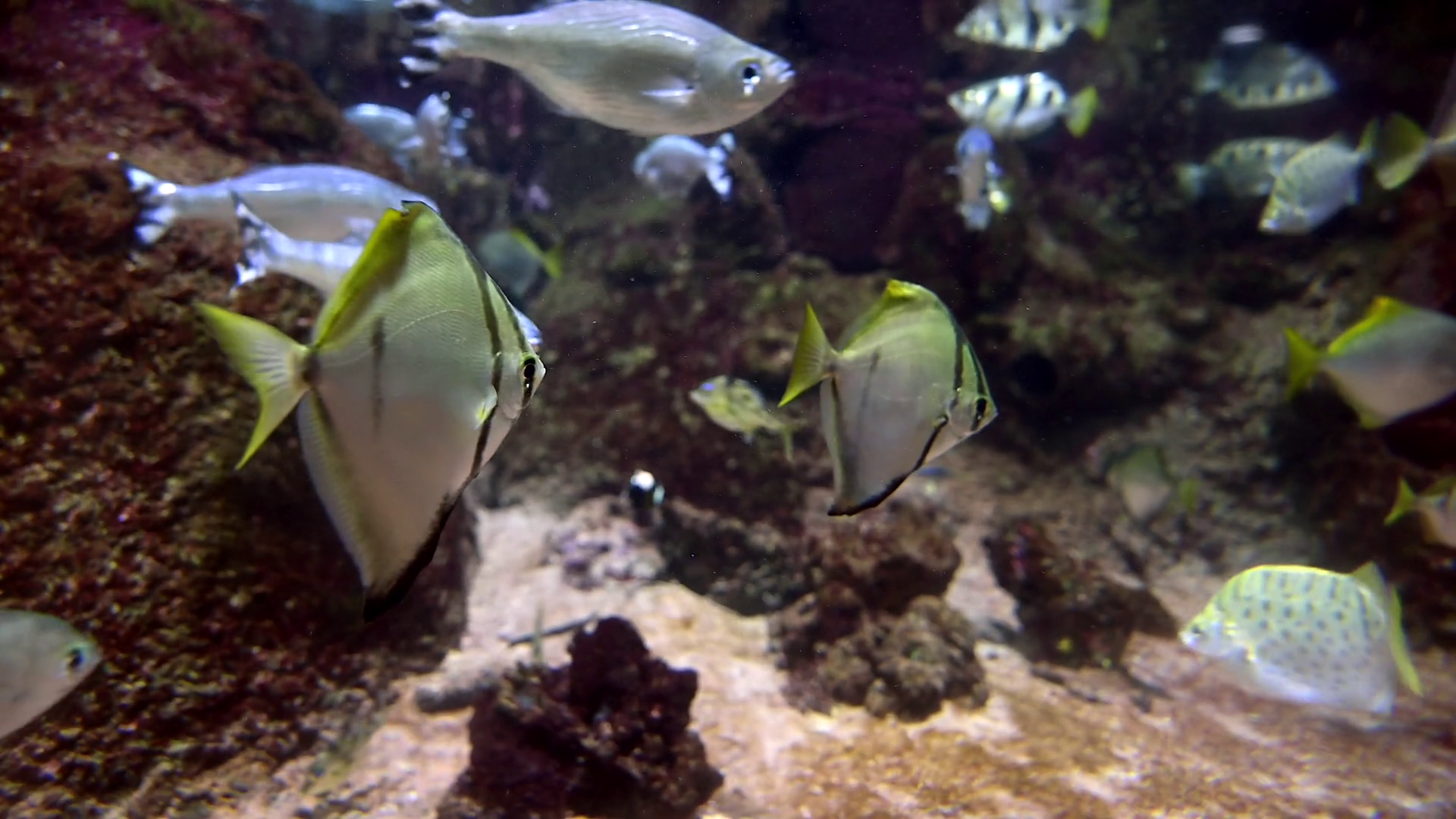 Lively Fish Swimming Amidst Coral Reef Stock Footage SBV-351847543 ...