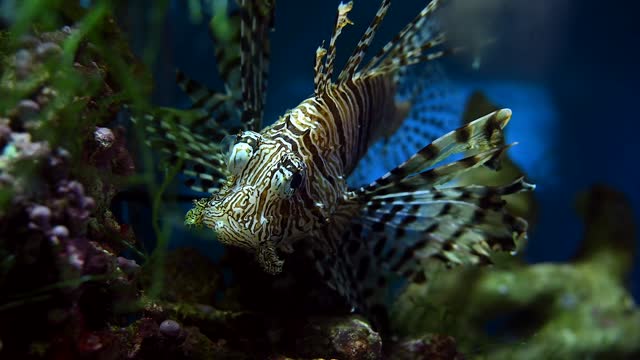 Halfmoon Betta Stock Footage RoyaltyFree Video Clips Storyblocks