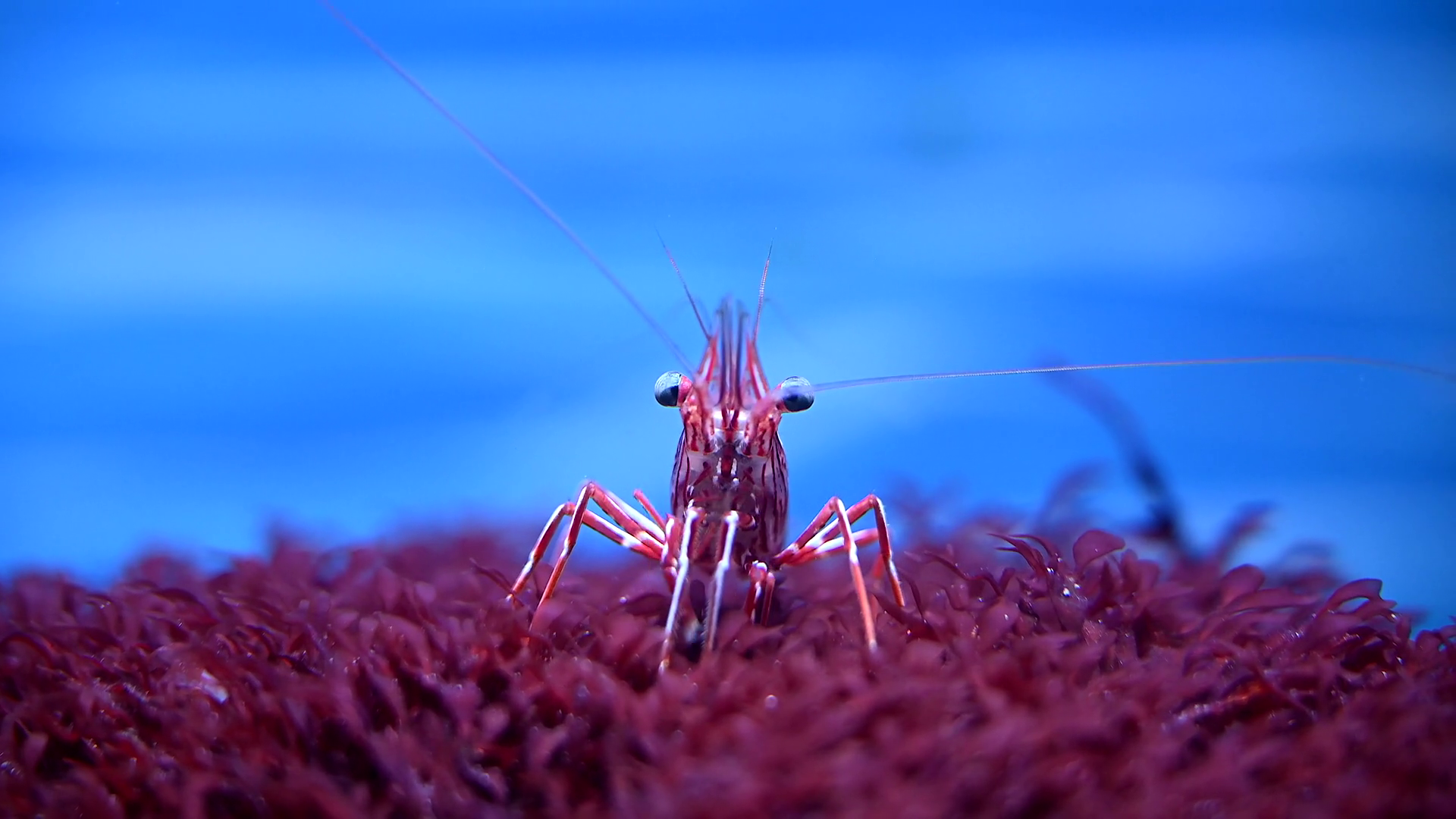 Close-up Of Shrimp In Aquarium On Sea Stock Footage SBV-351969930 ...