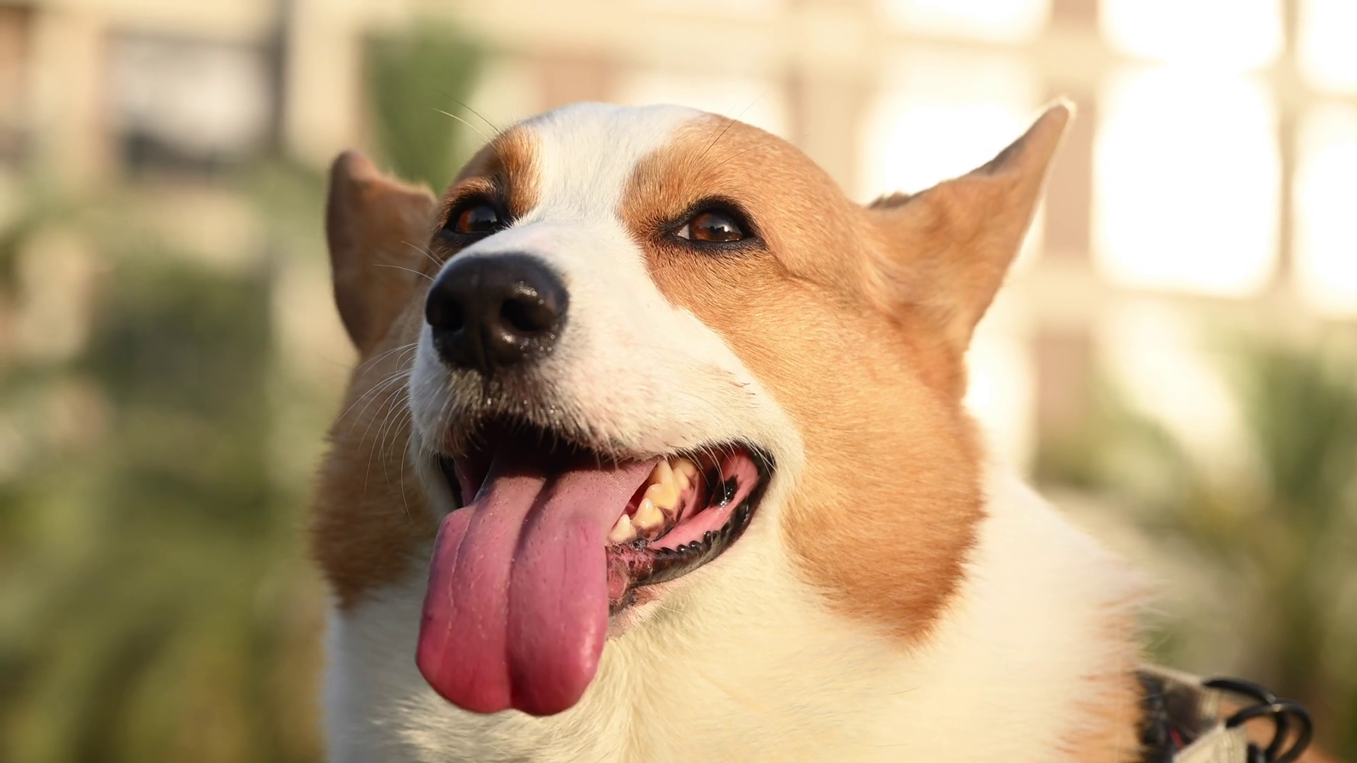 A Close Up View Of Corgi Dog At Green Park Stock Footage SBV-351976587 ...