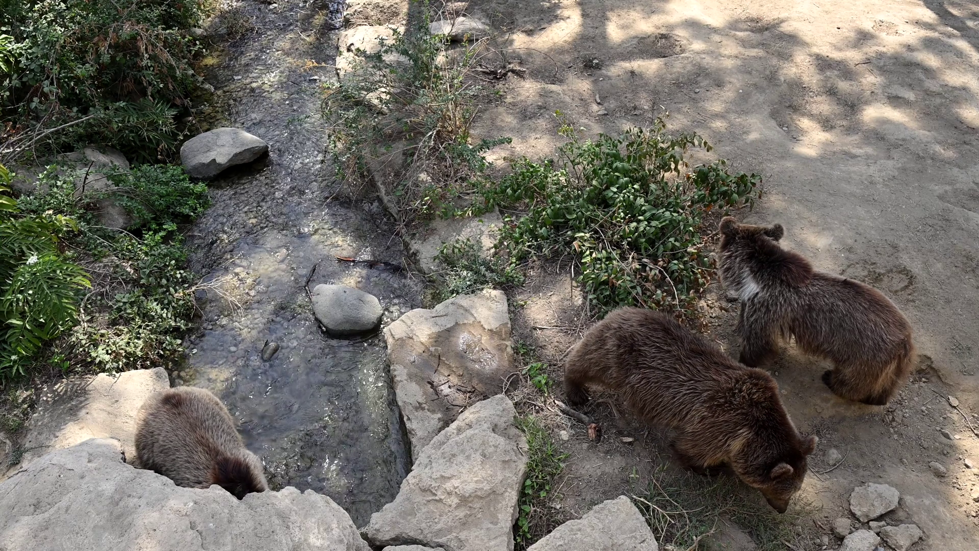 Witness Charming Family Of Brown Bears Stock Footage SBV-351992931 ...