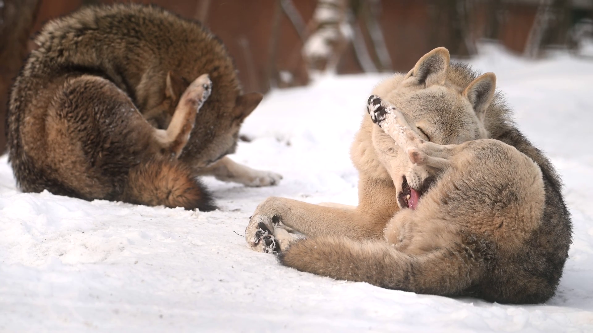 Pair Of White Wolves Play Interact Amidst Stock Footage SBV-351859457 ...